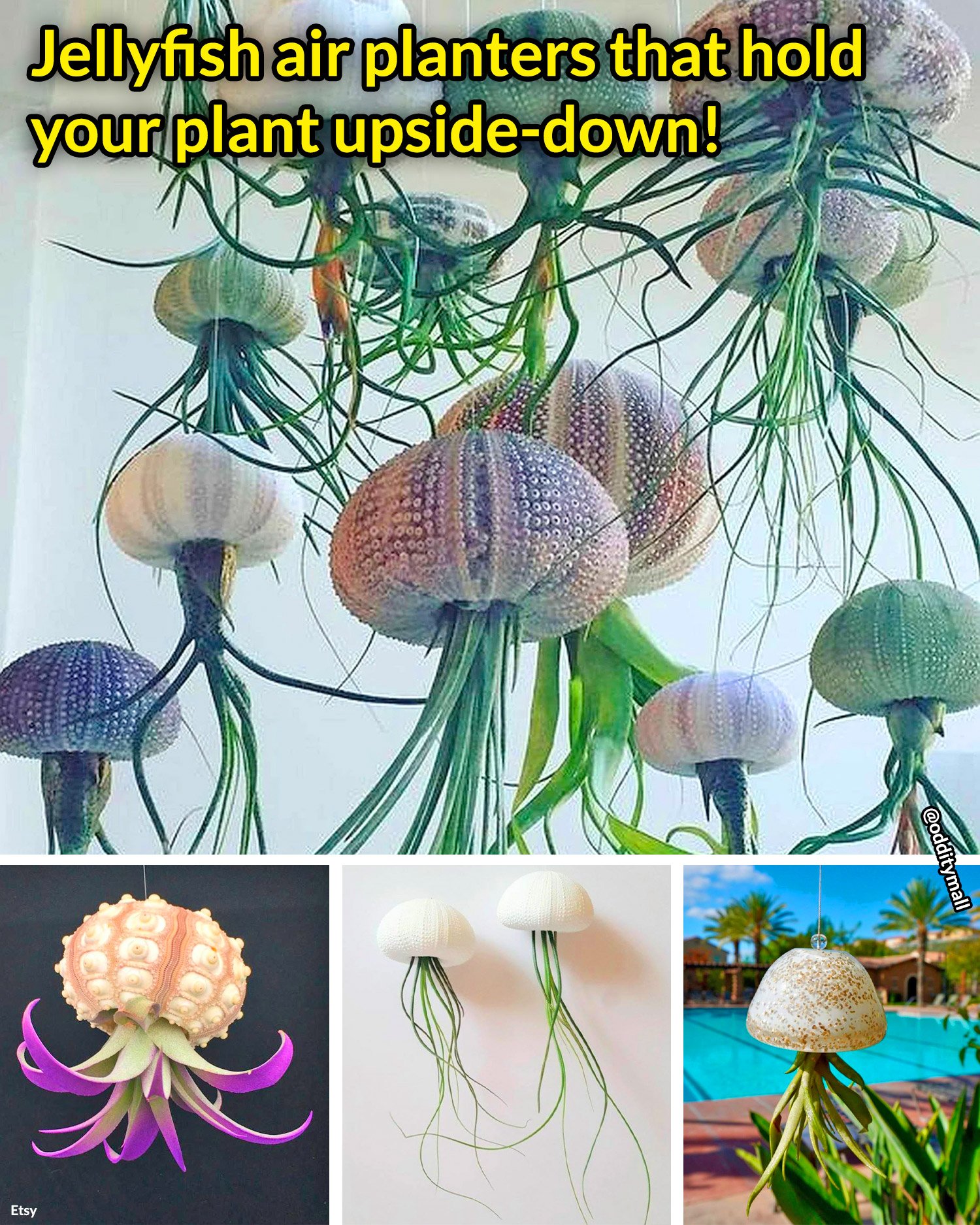 Jellyfish Air Plant Holders r/OddityMall