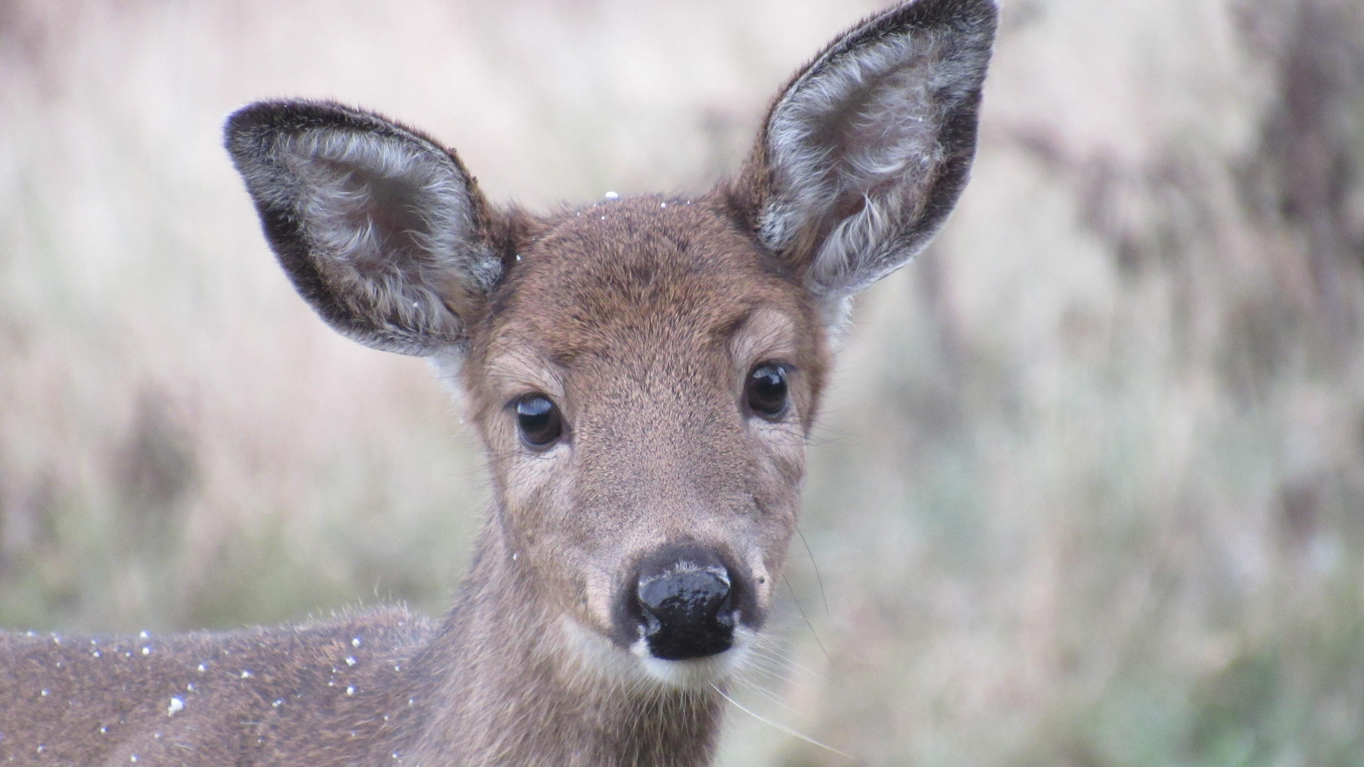 Young fluffyeared, whitetailed deer aww
