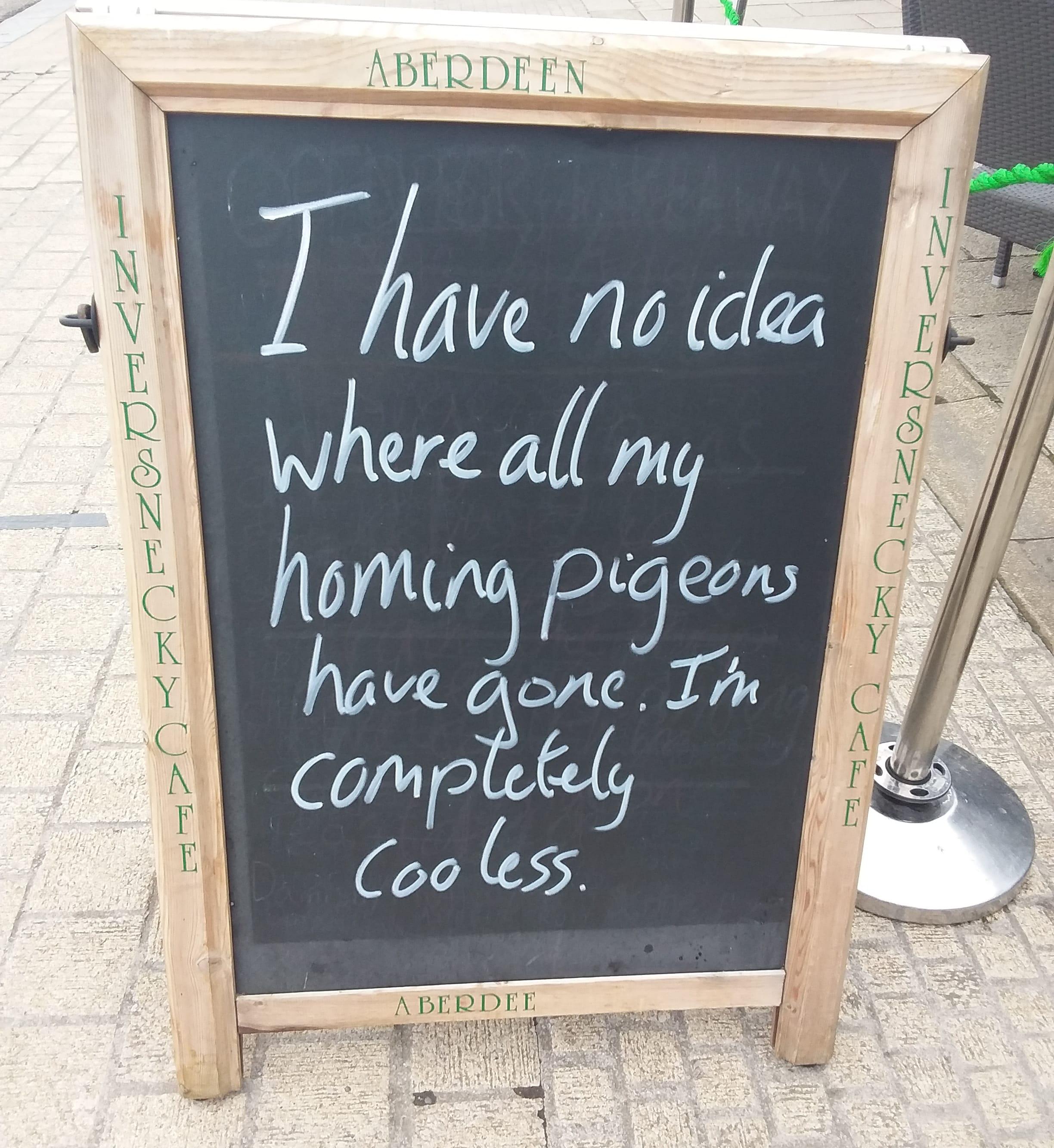 They've flown the coop! punnychalkboards