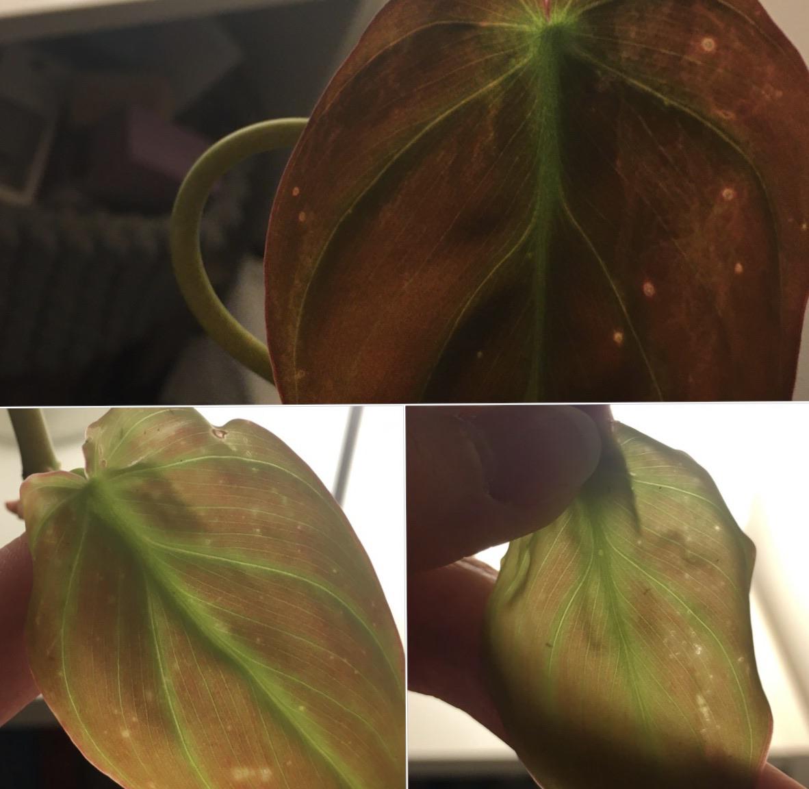 New philodendron micans. Couldn’t find any pests. Anyone know what it