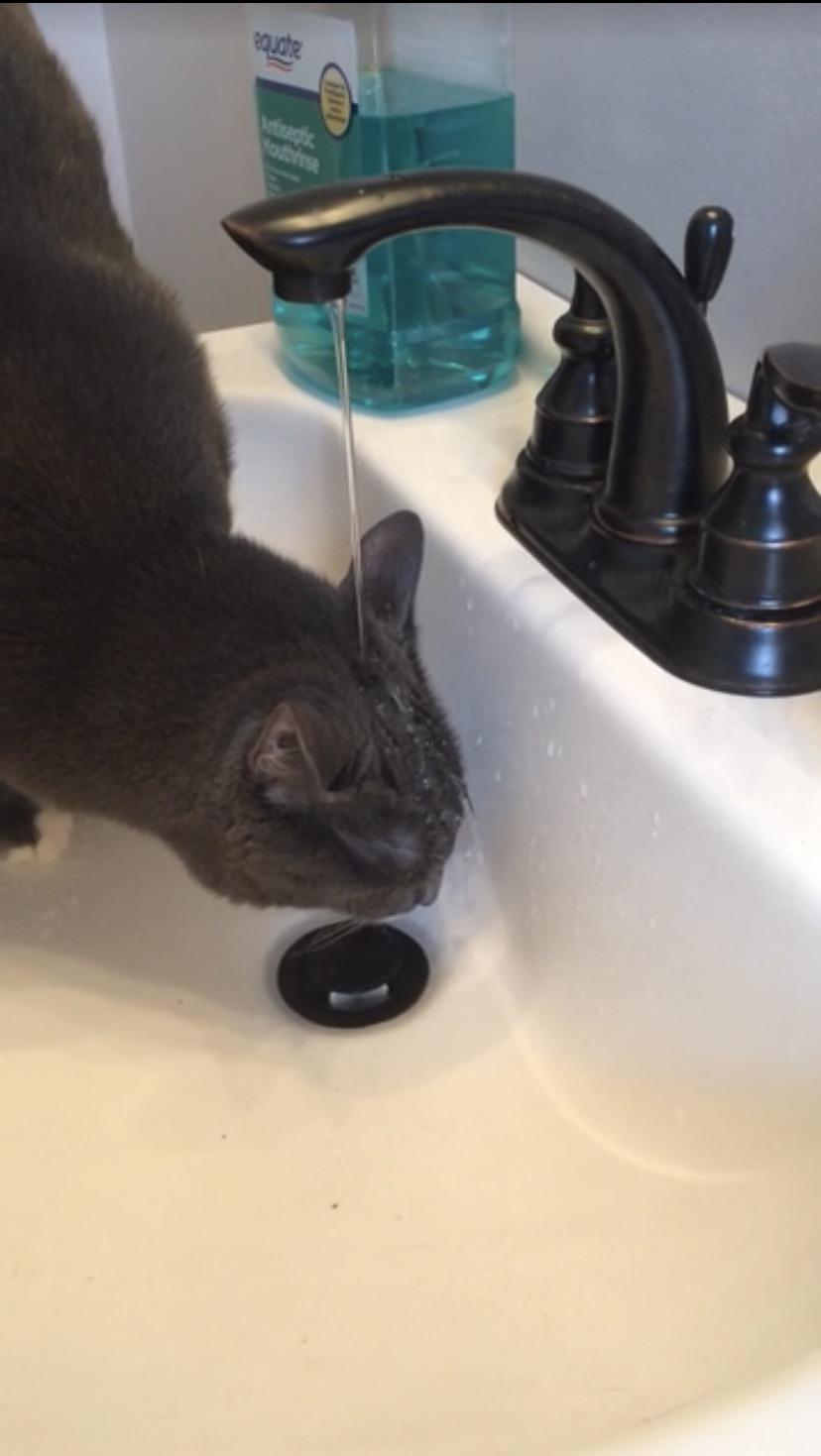 This is how he drinks from the sink. Apparently this is normal to him