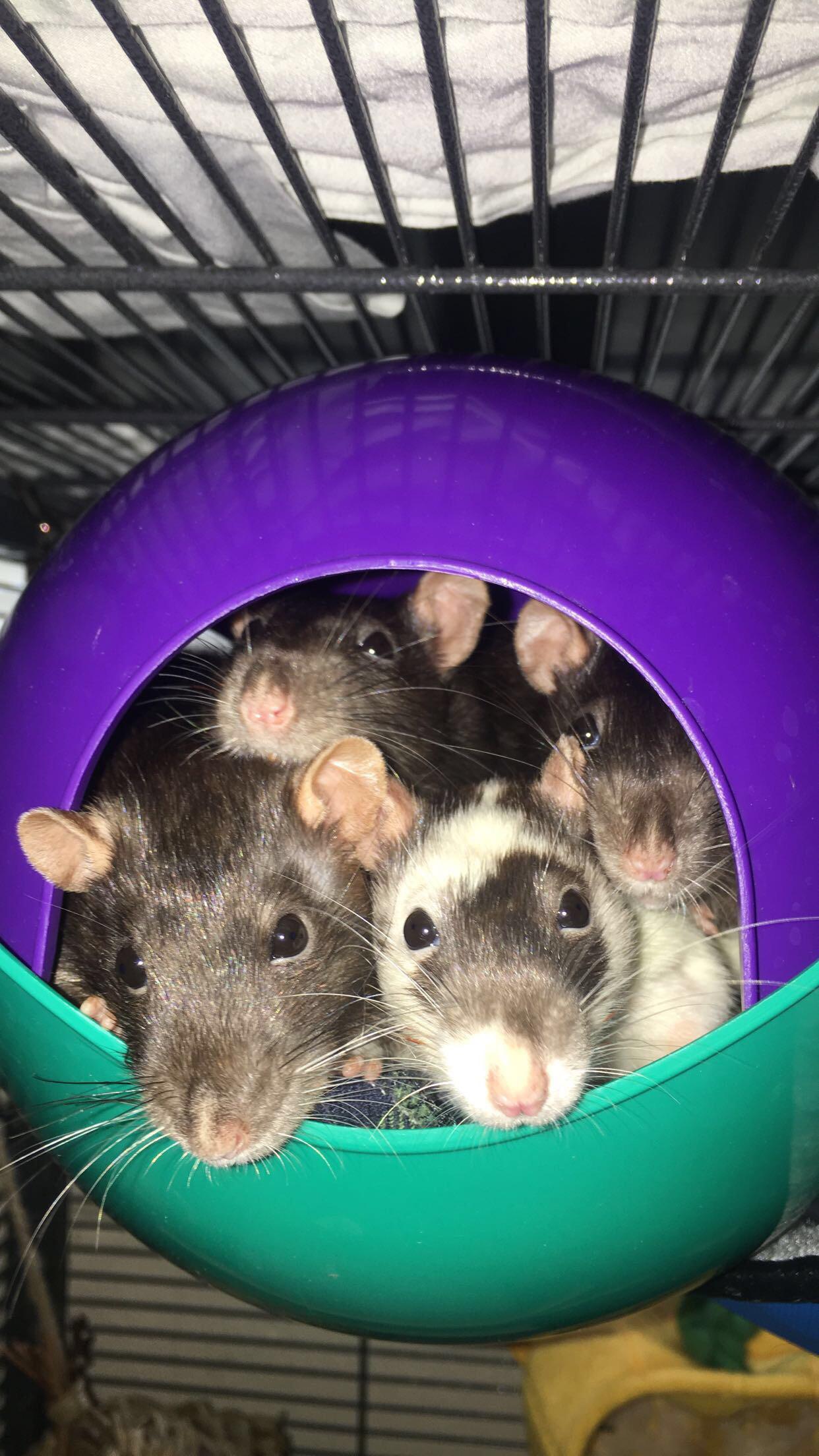 How many ratties can fit in a space pod? r/RATS