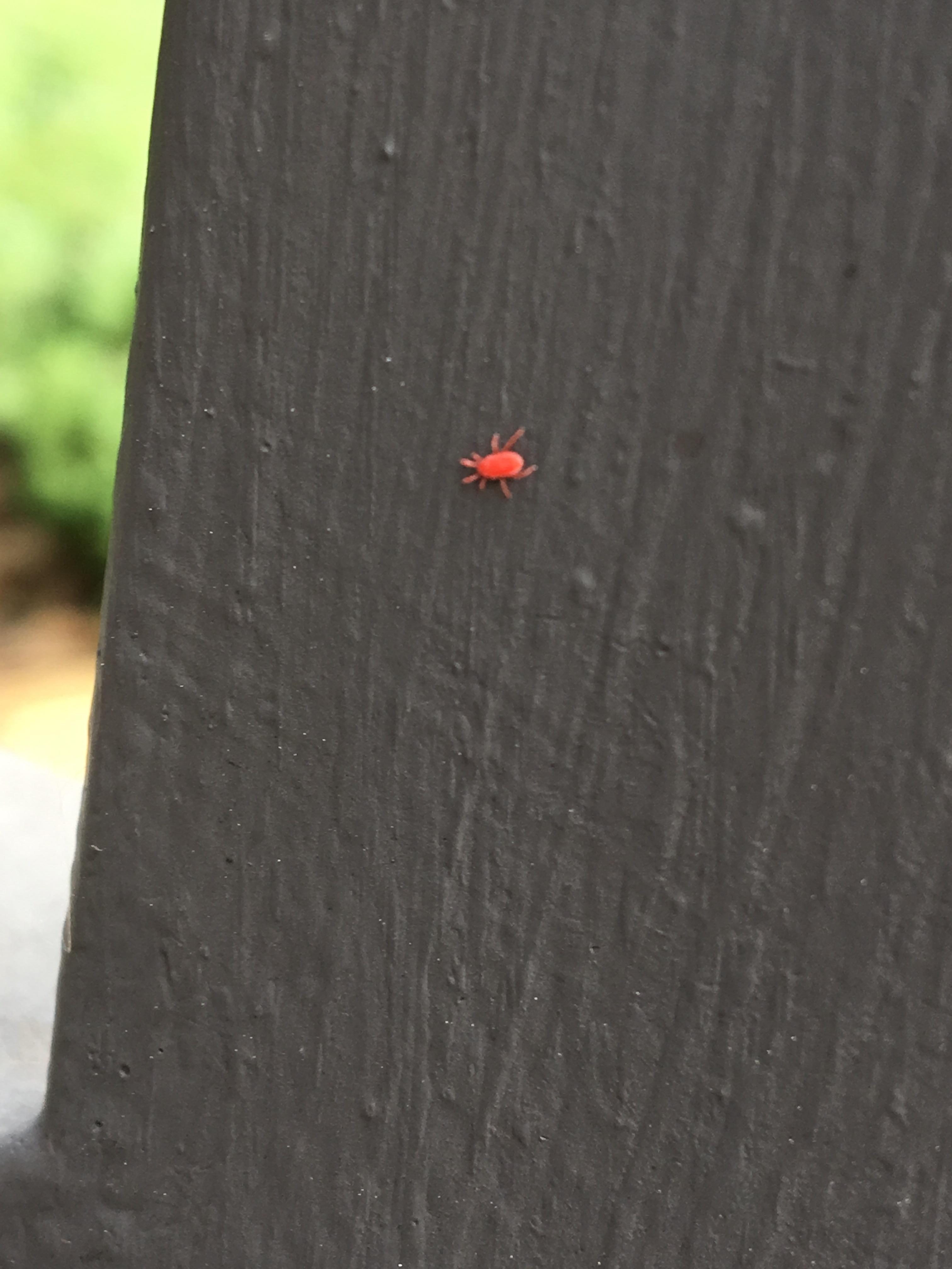 Does anyone know what this little guy is? Found in Kansas. It’s