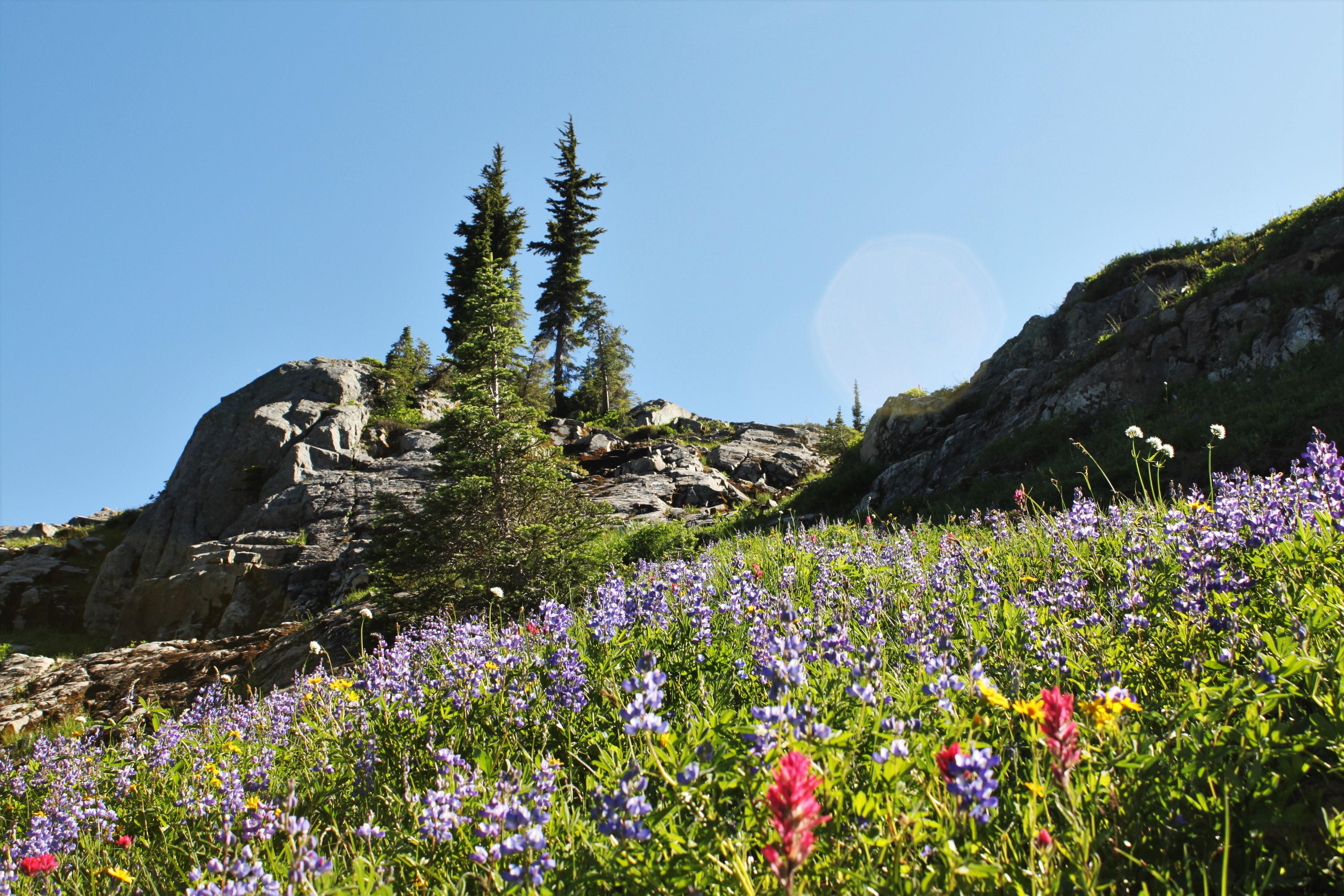 Wildflowers in Cascade Mountain Range, Washington State [4752 x 3168