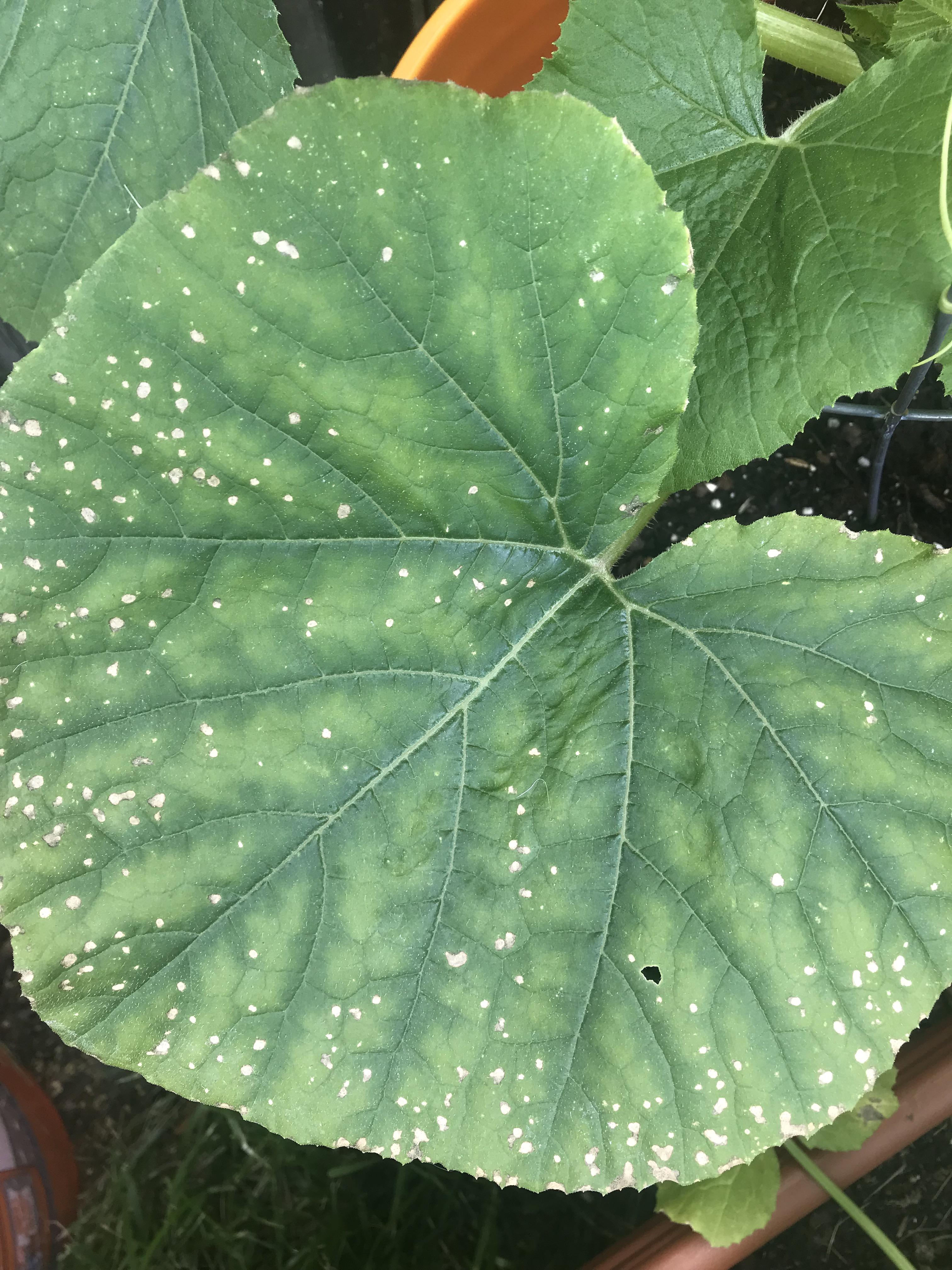 Spaghetti Squash Leaves