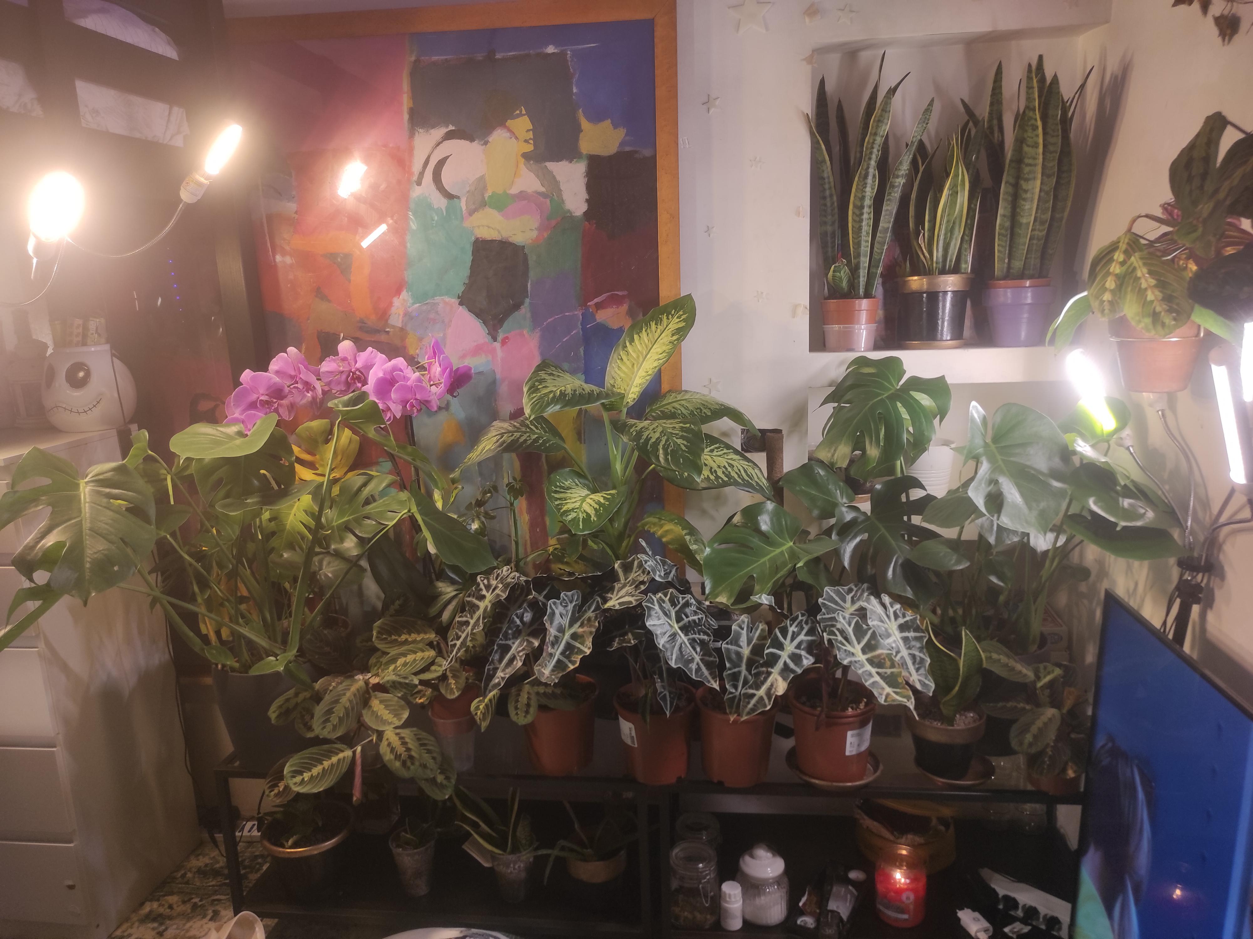 could my plants be getting too much light? I'm very new to this and idk