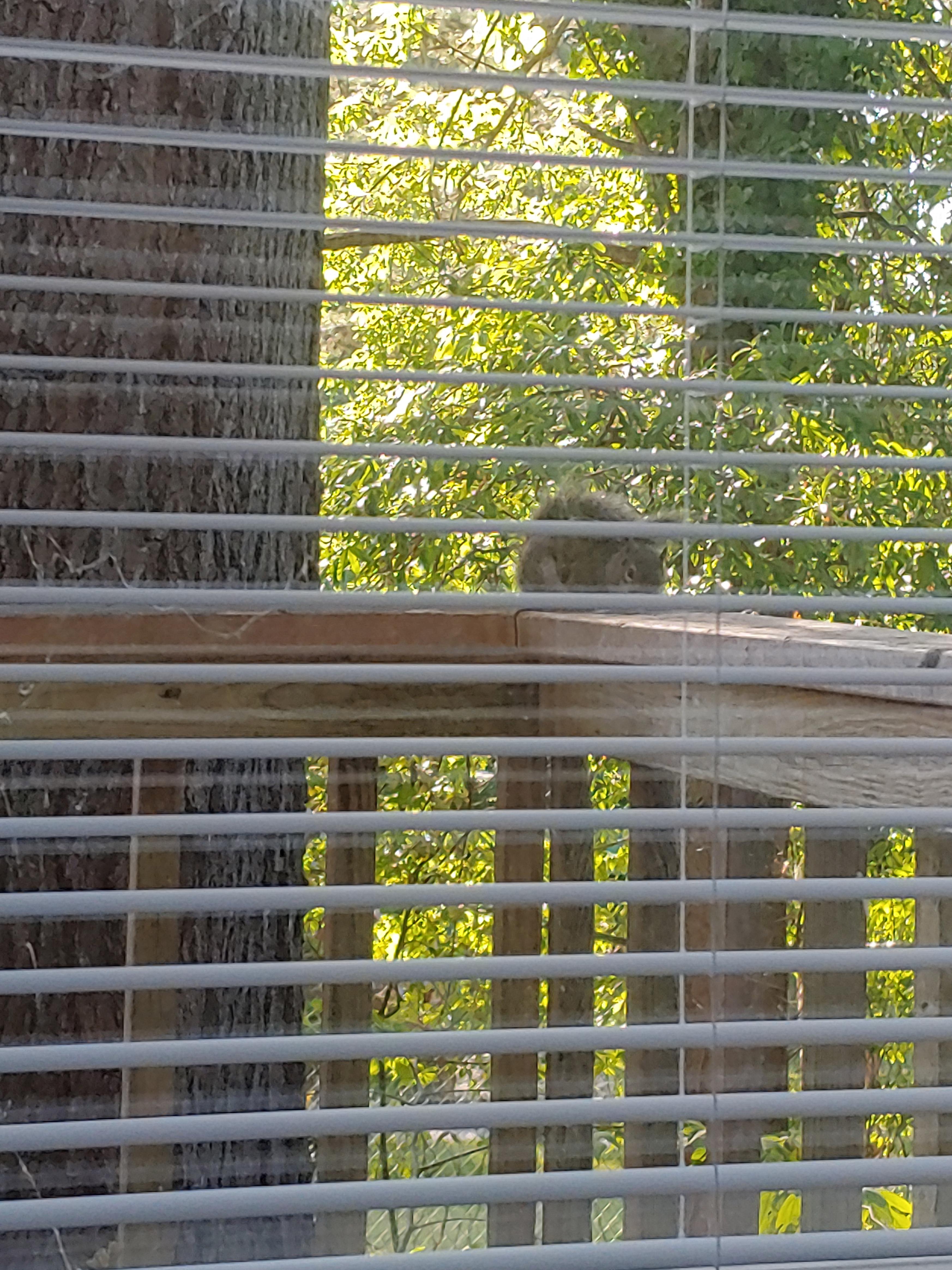 This adorable squirrel lives in the tree scheduled to be cut down this week (needs to be cut