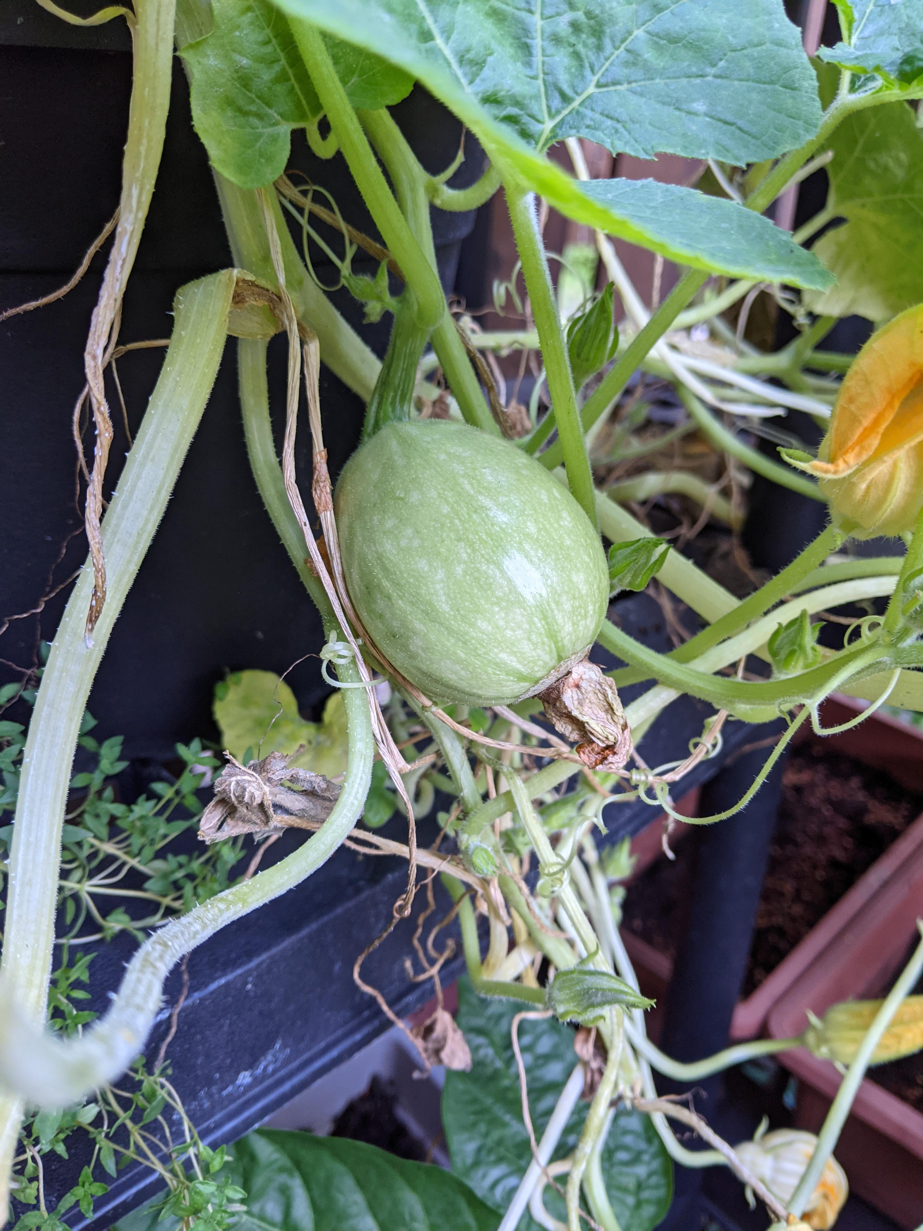 Found a baby spaghetti squash! r/containergardening