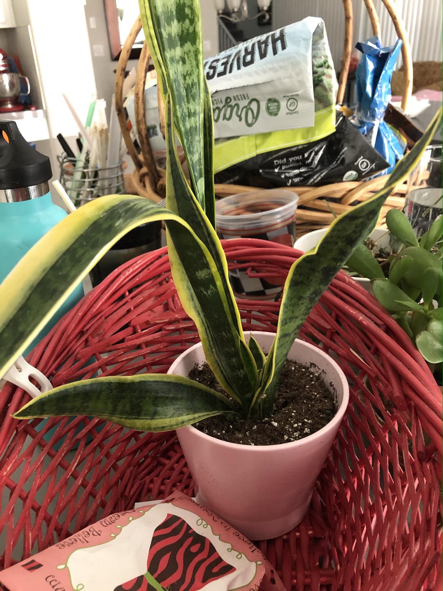 Why is this leaf bending on my snake plant? Do I have to repot? r