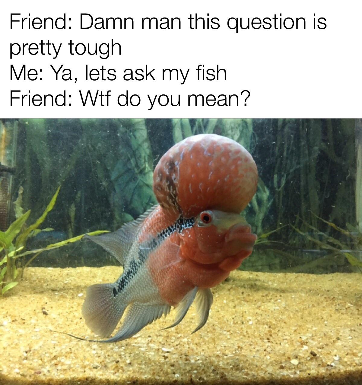 Oh yeah, big brain fish. r/AquariumMemes
