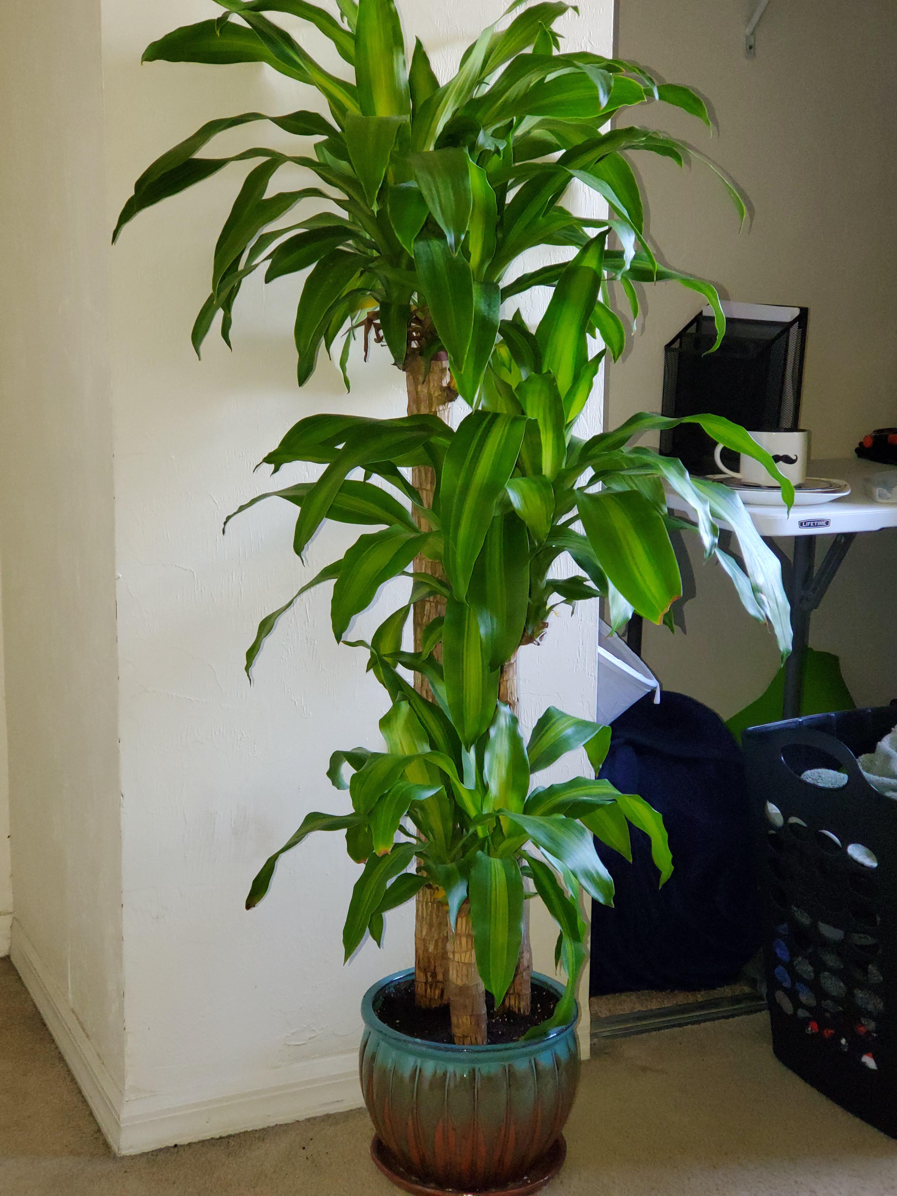 First thing I see when I enter my room. Mass Cane r/plants