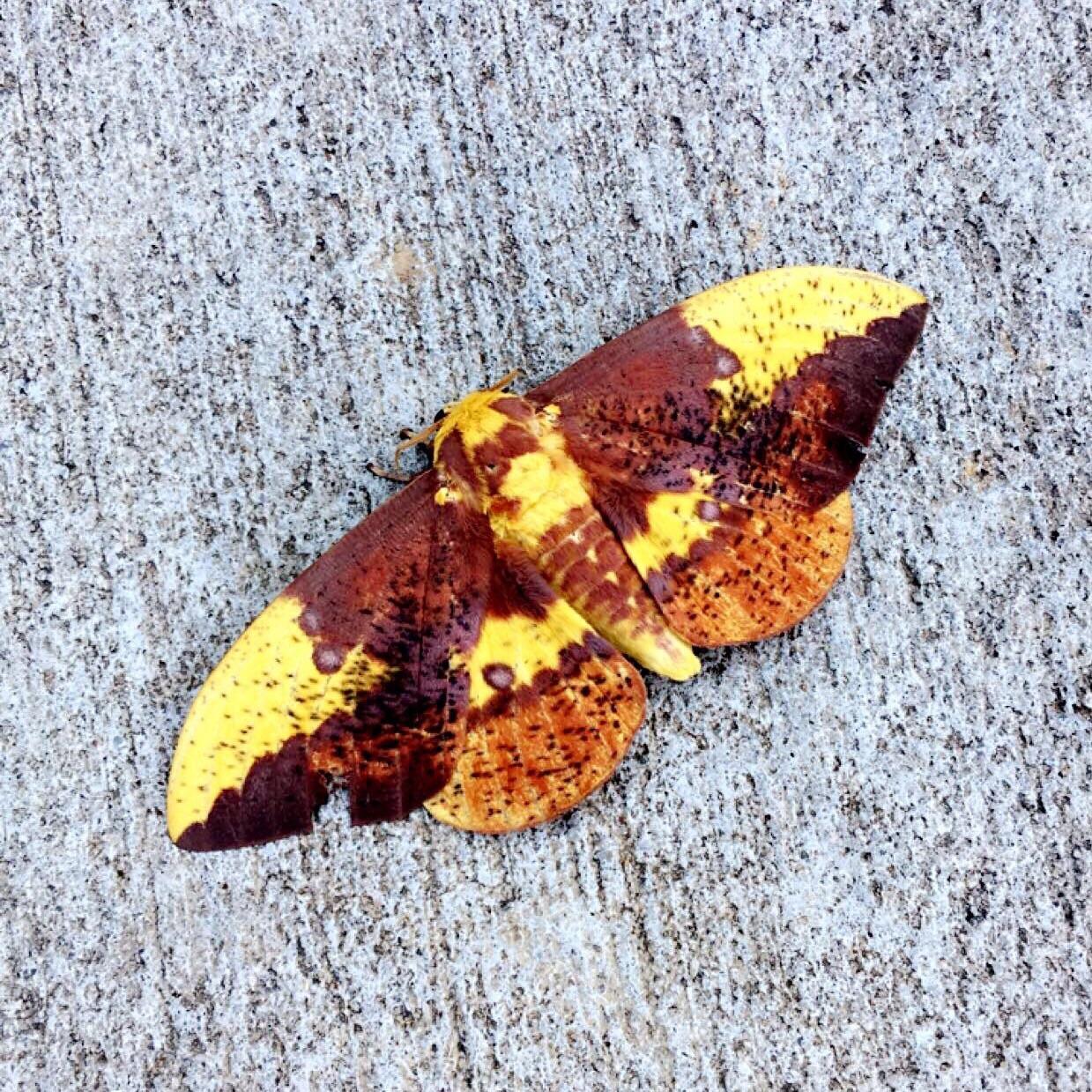 This moth looks like a dead leaf. mildlyinteresting