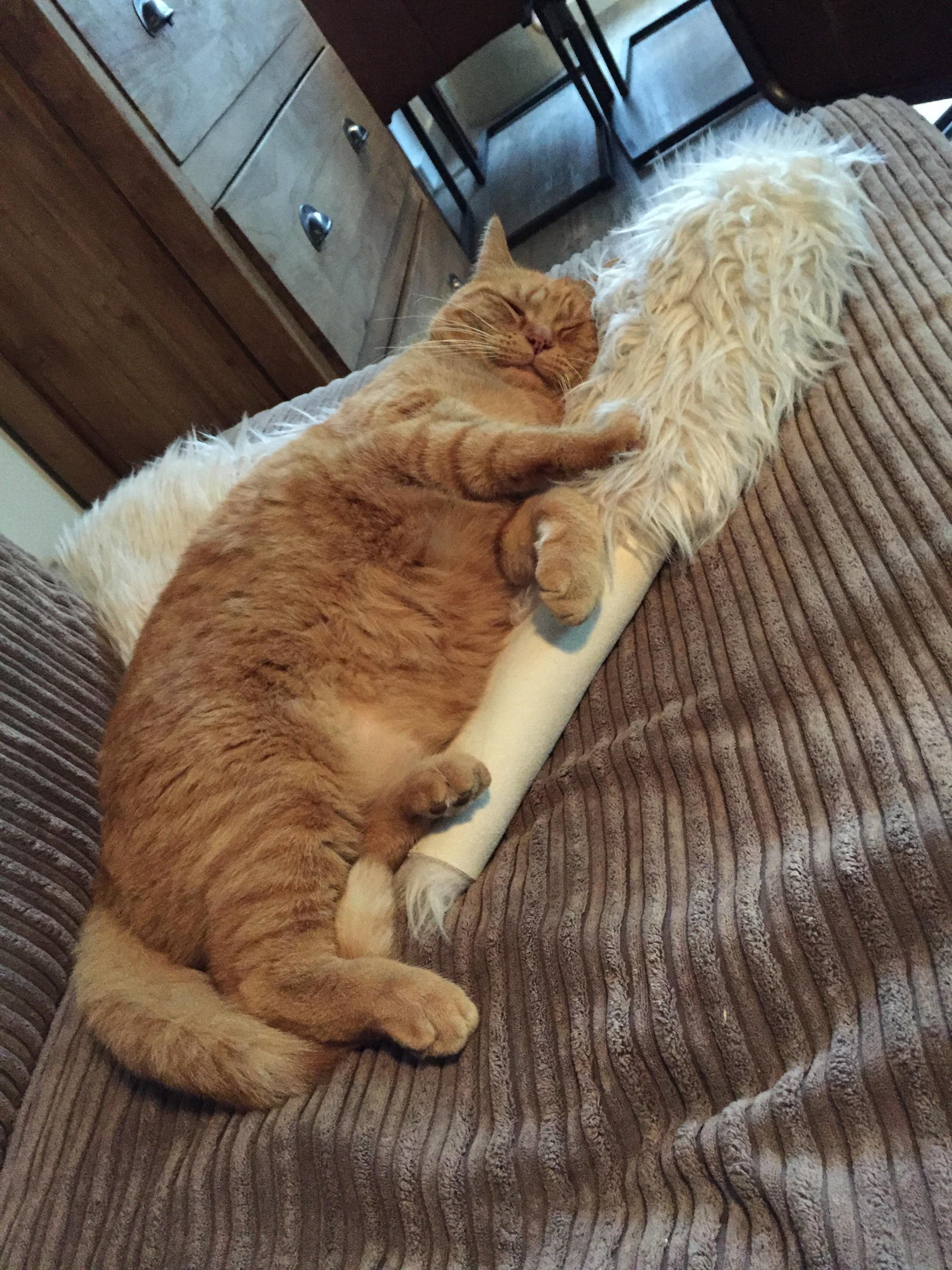 Obese Orange Cats