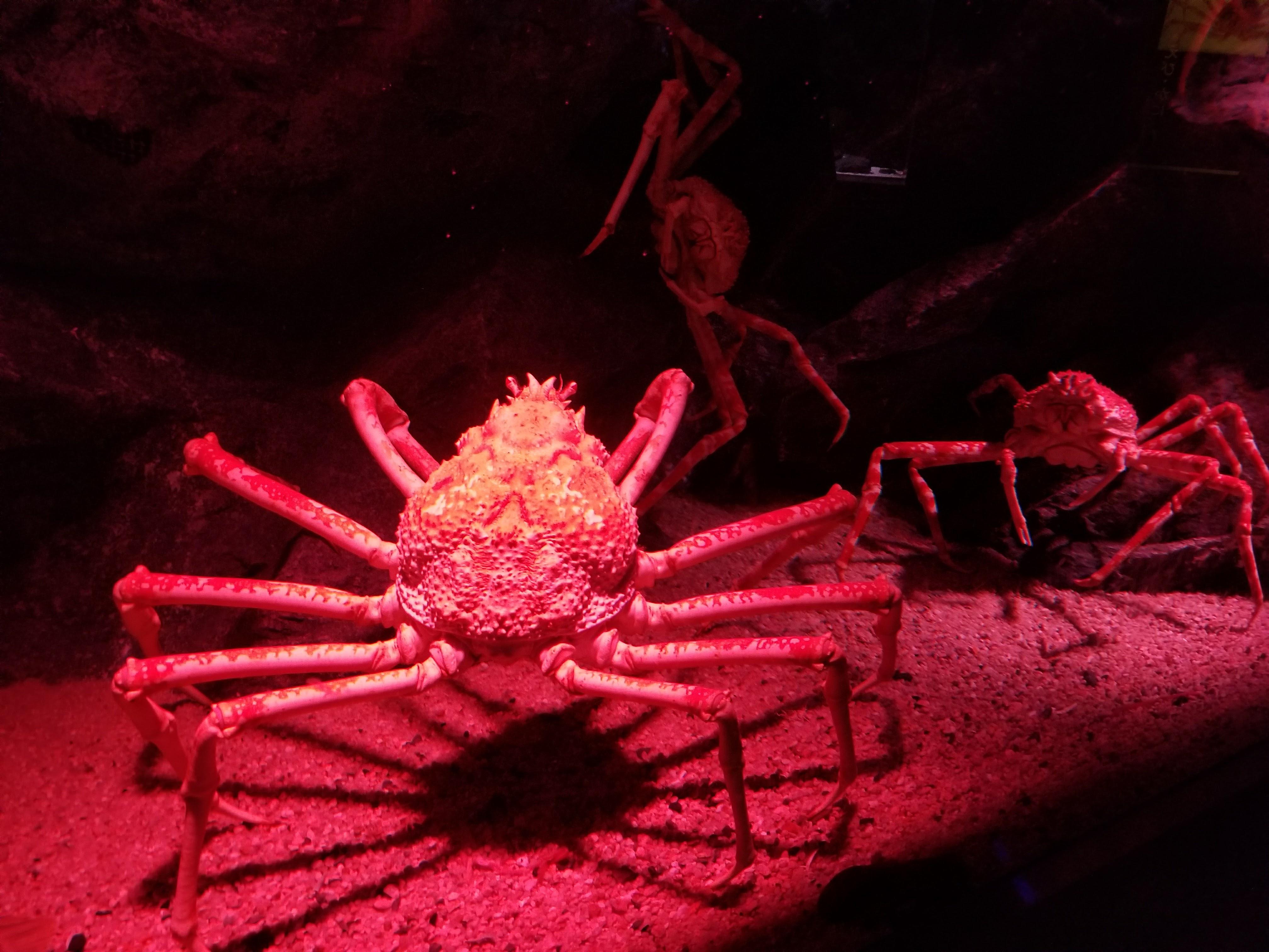 Japanese spider crab (Macrocheira kaempferi) at the Kyoto Aquarium