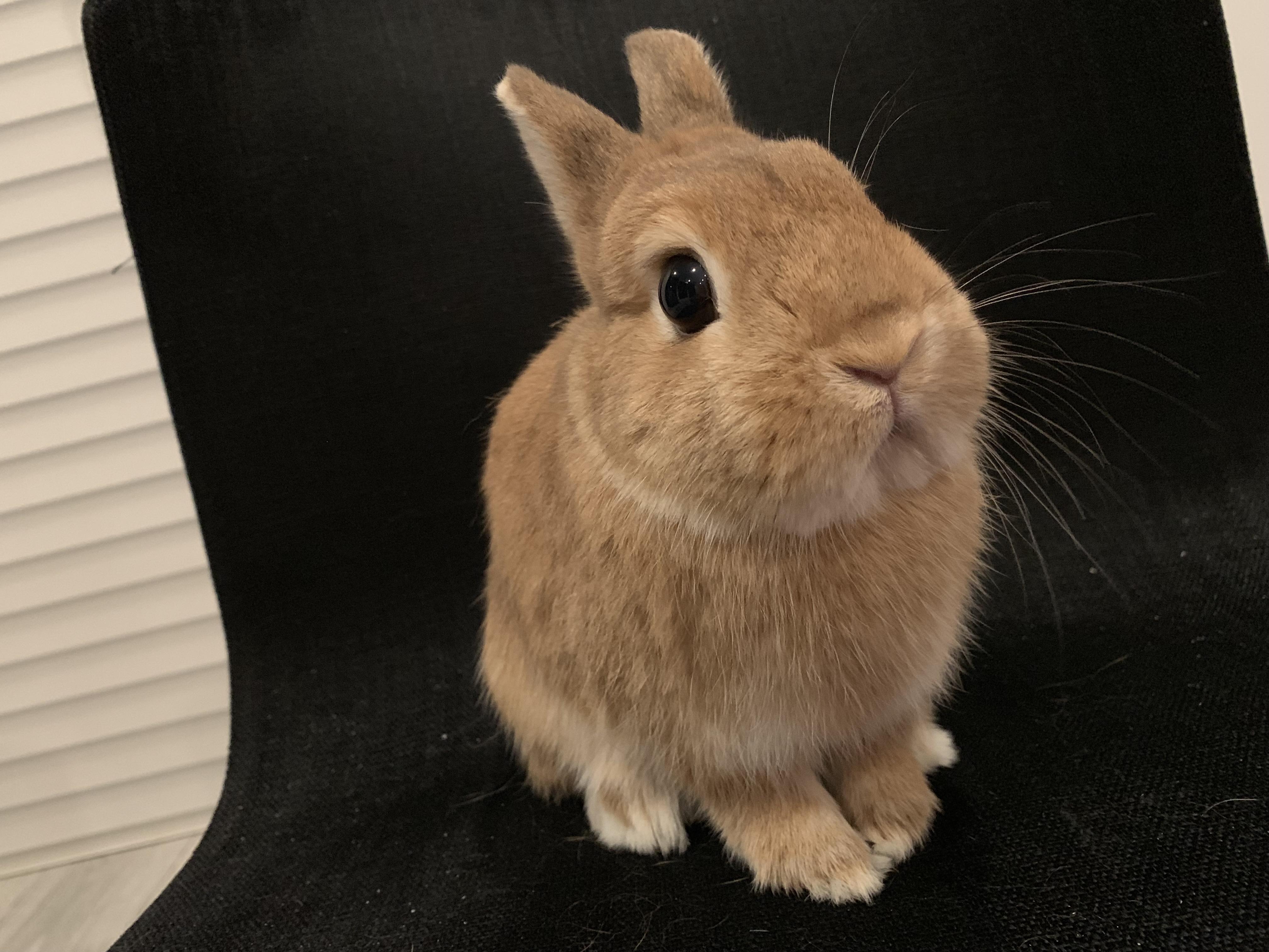 Pretty Popcorn r/Rabbits