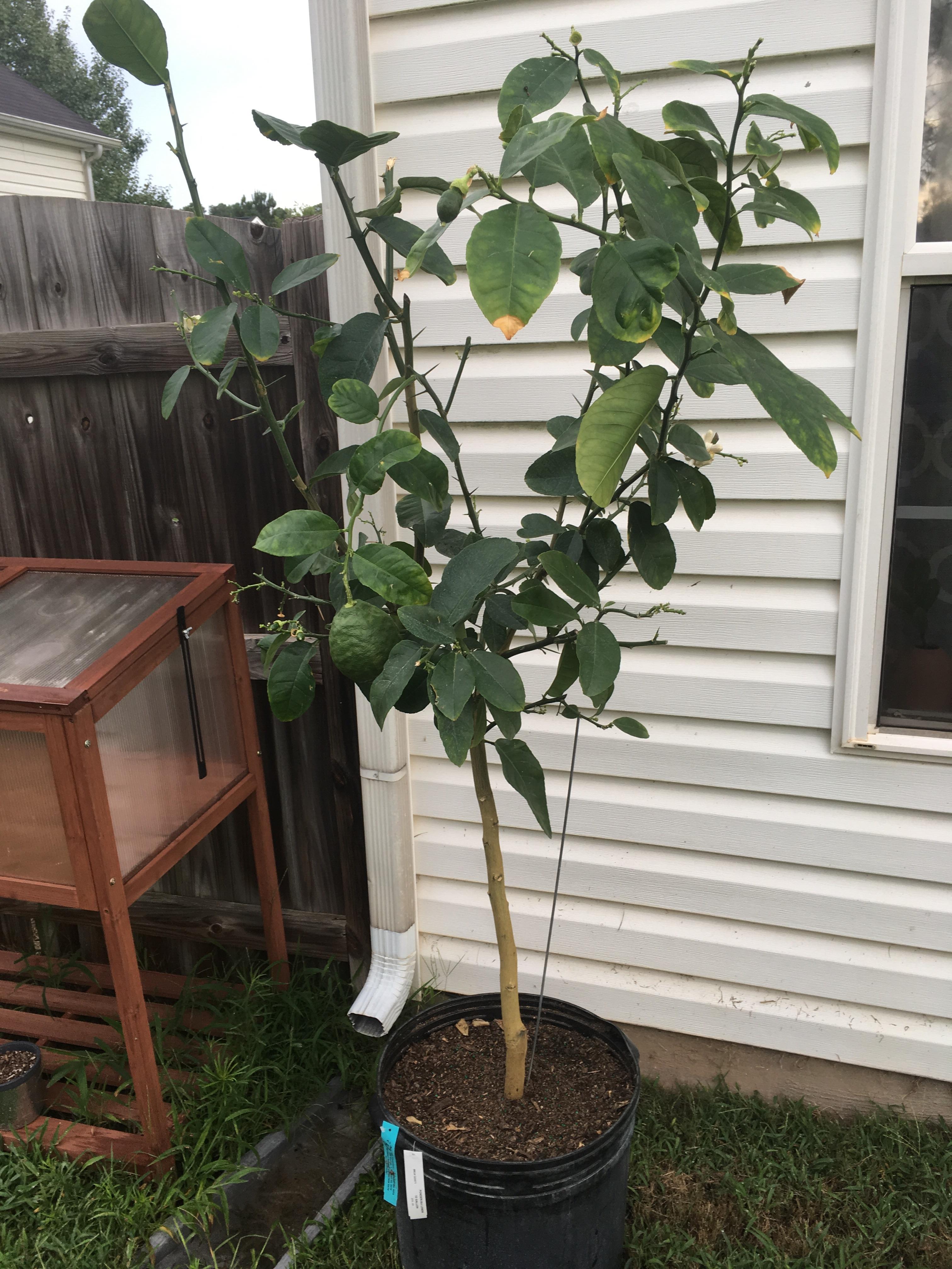 I was gifted a “dying” Ponderosa Lemon tree. Tips and tricks? Zone 8a