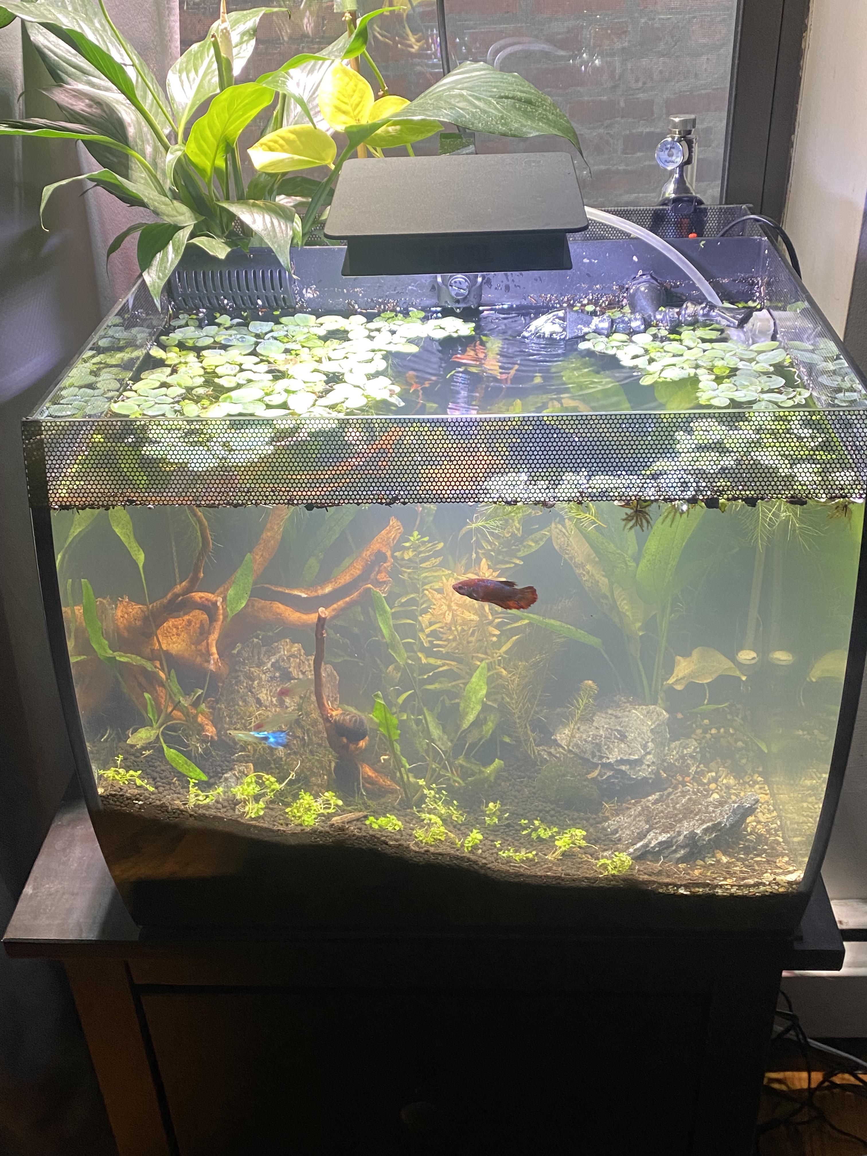 Rescaped this tank using organic potting soil + aquasoil cap. First