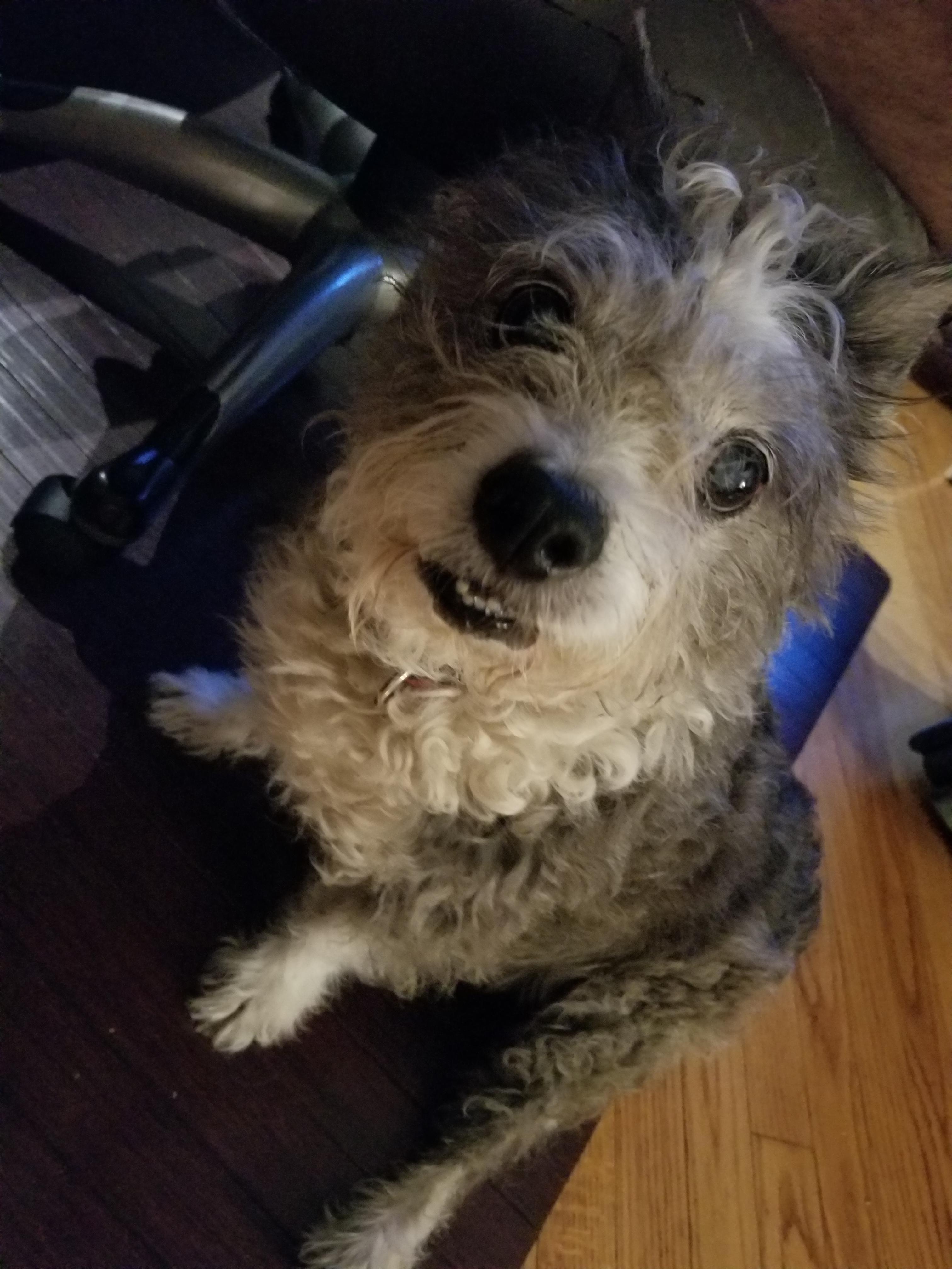 My 16 year old dog sitting under my chair. r/aww