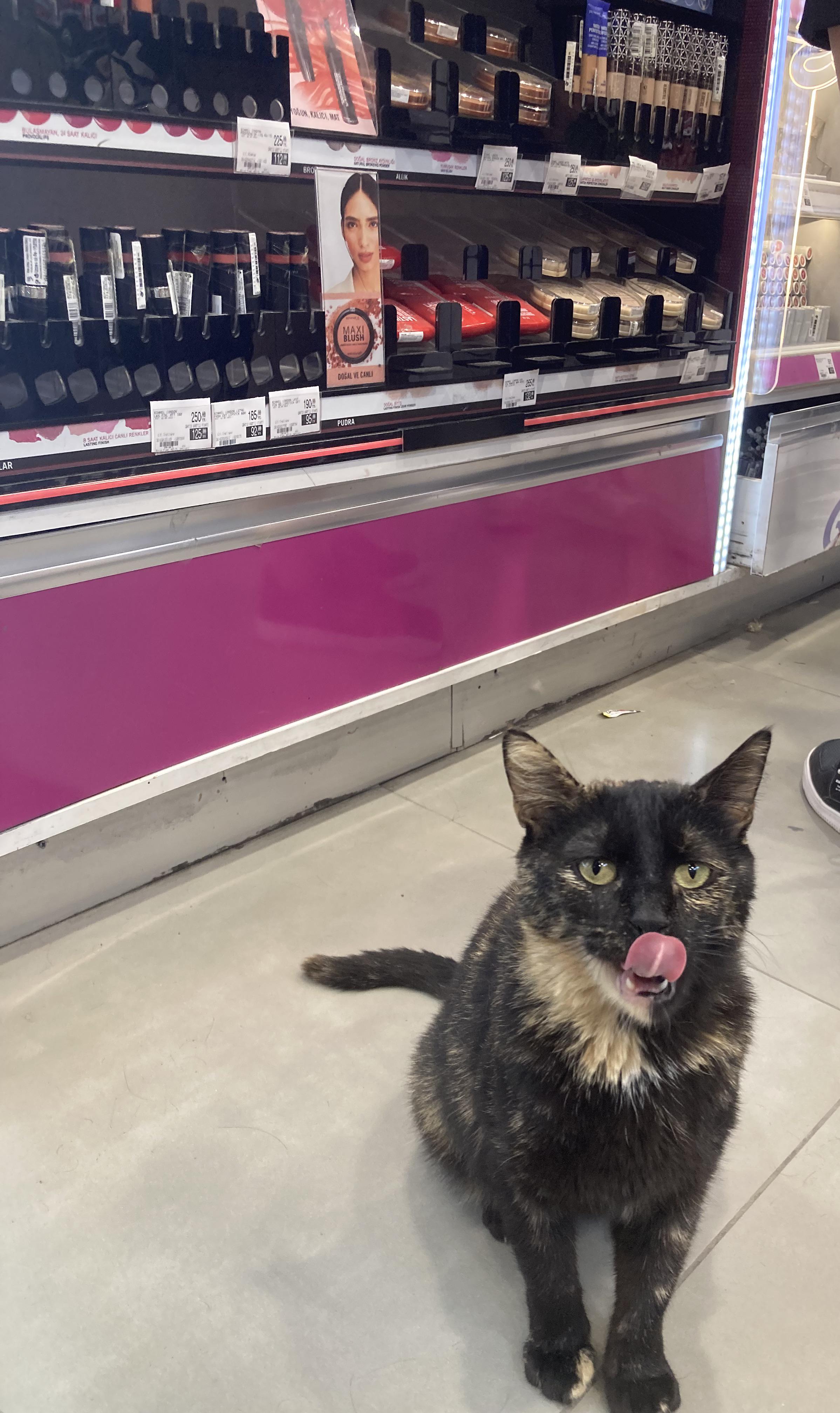 Sales Representative 😸 r/cats