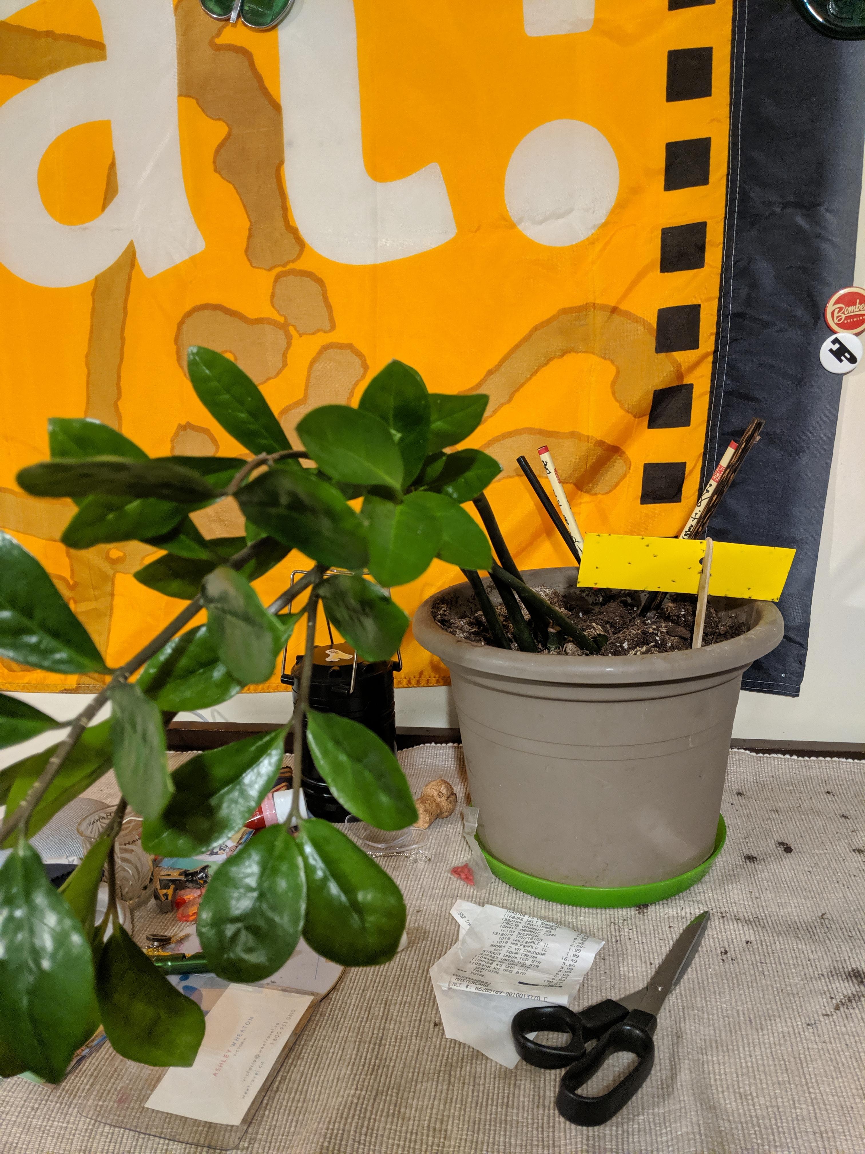 I can't believe this zz plant is still alive. It has a bad fungus gnat problem. It's been