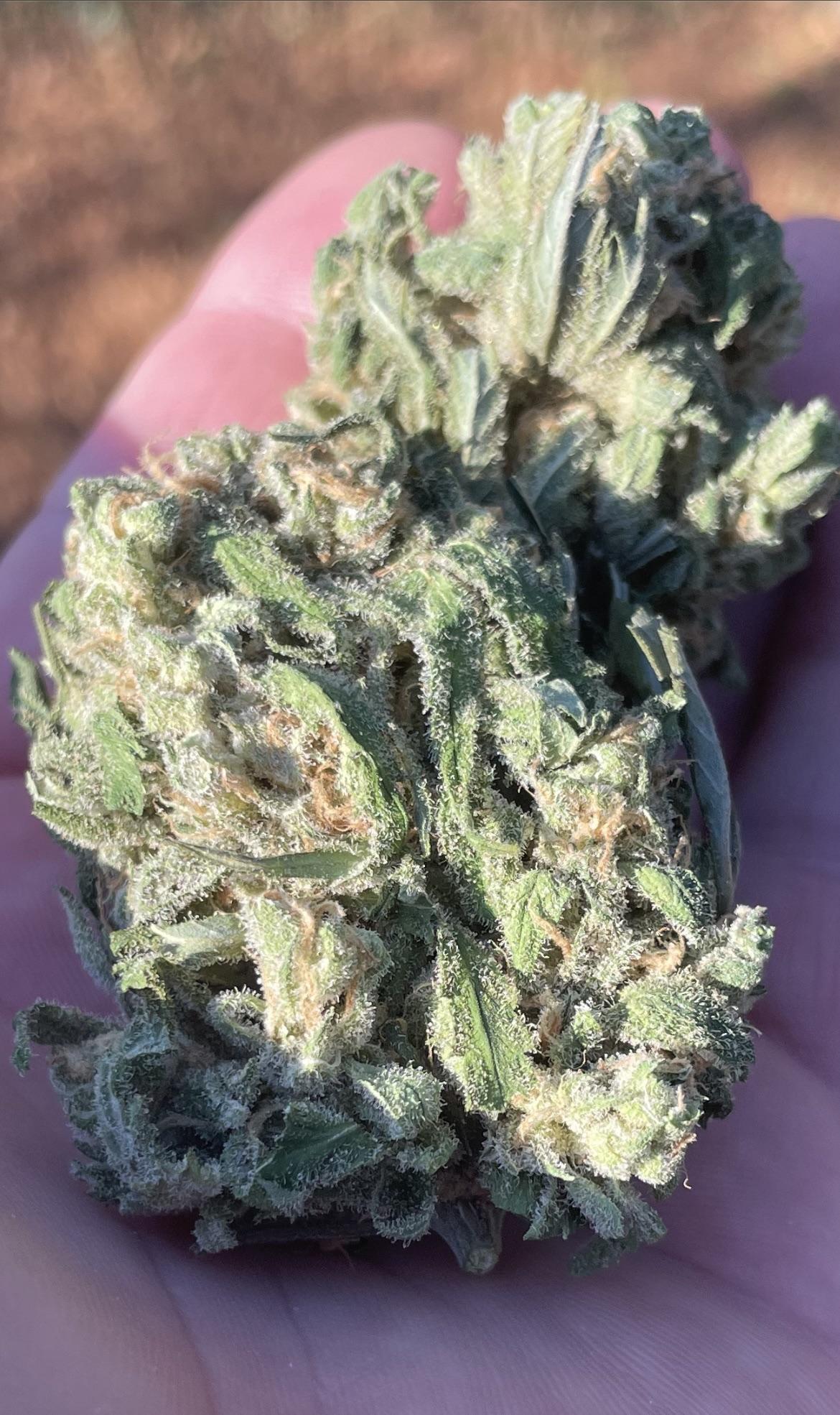 What’s the difference between this and dispensary bud? r/hempflowers