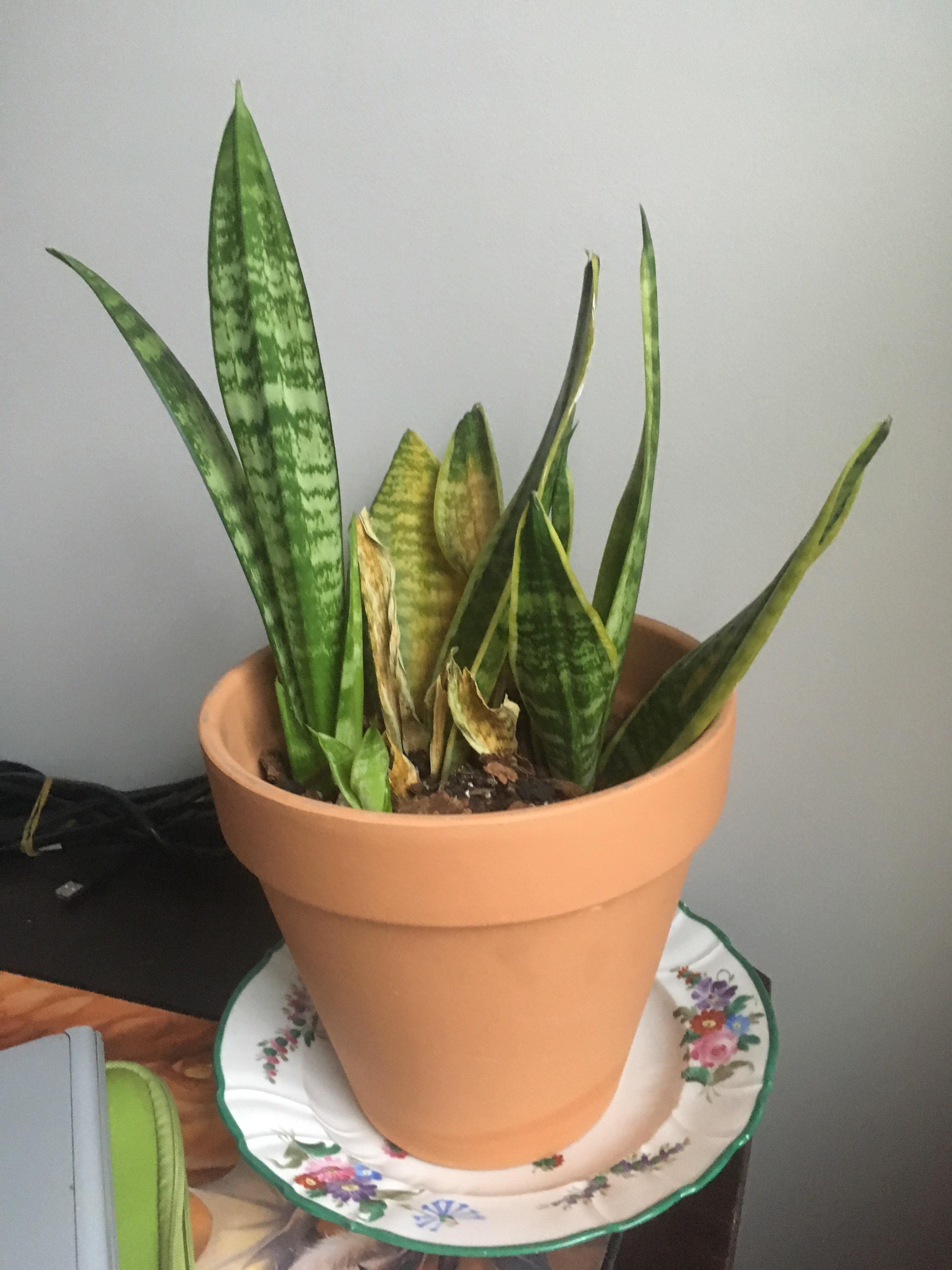 Snake plant leaves turning brown and dying. Will comment with details