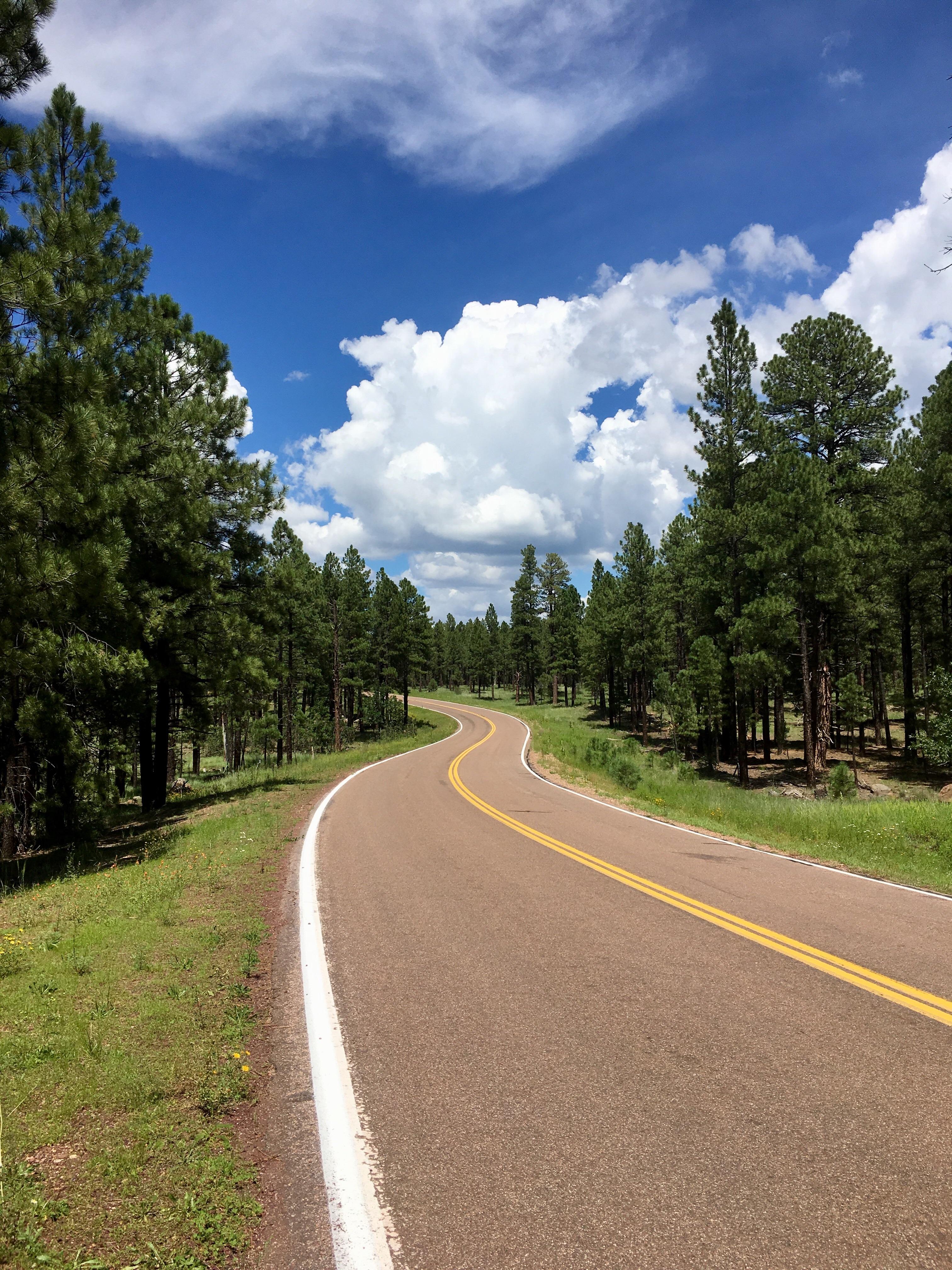 A road right by my cabin in Az r/arizona