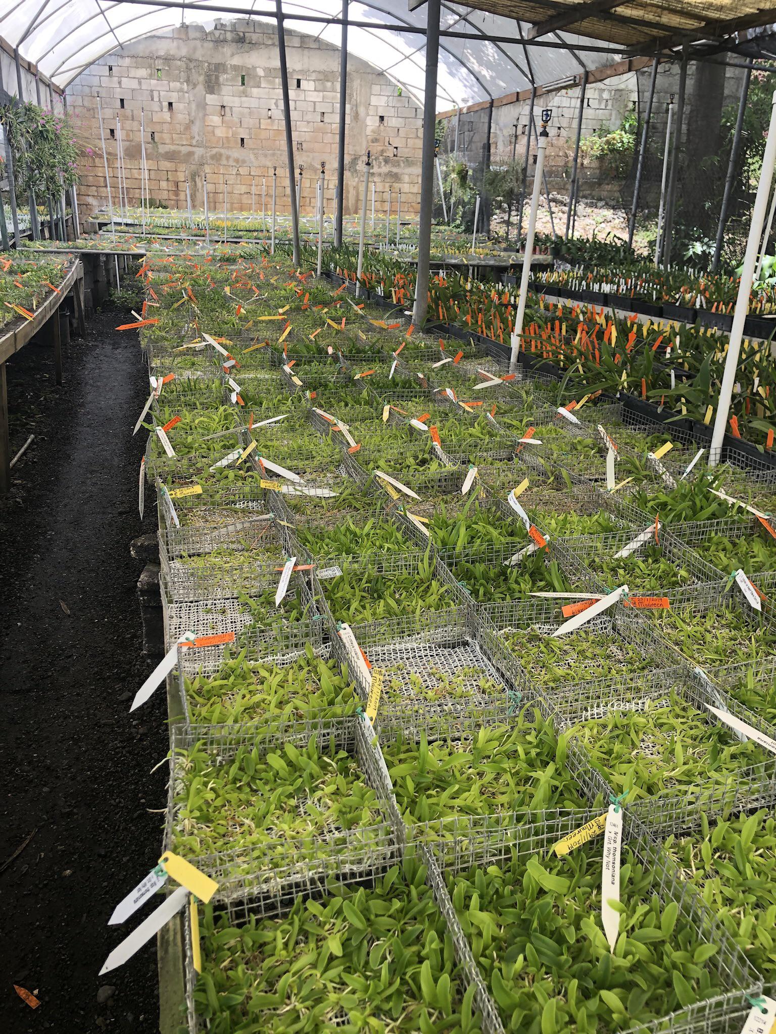 I do love visiting proper orchid nurseries. Here are deflasked trays