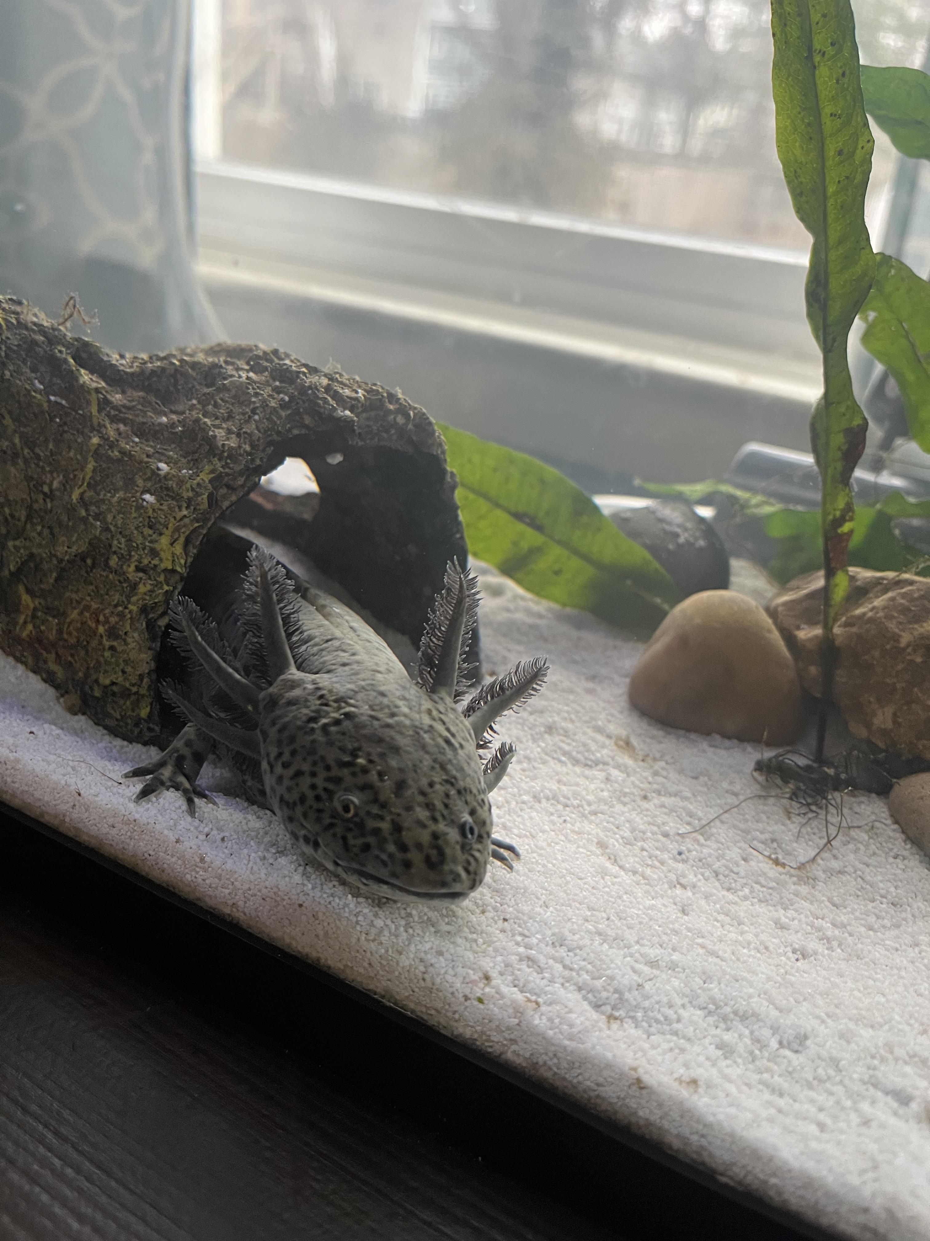 Moss, my axolotl poking his head out of his log r/axolotls