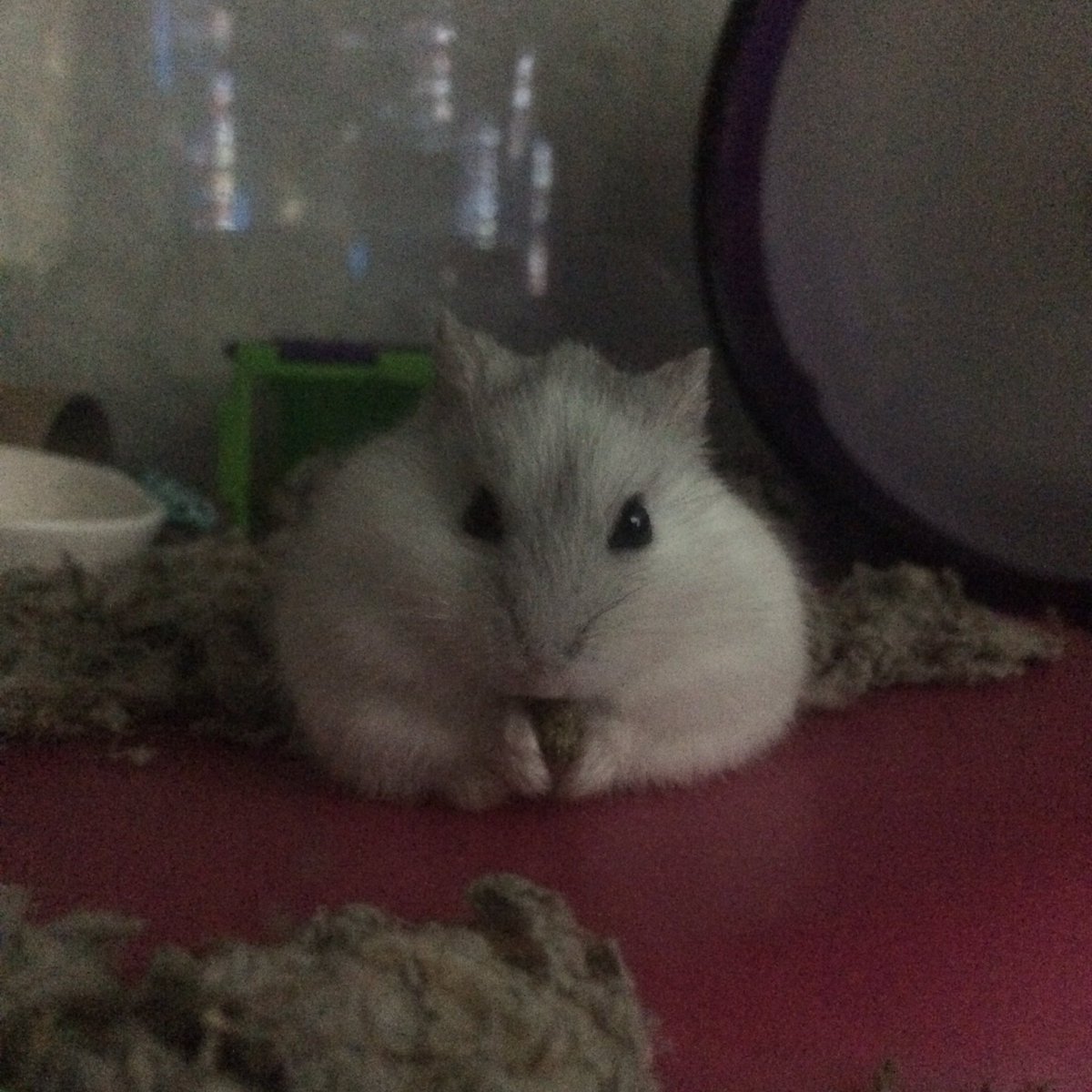 French fry loves eating on his heat pad! r/hamsters