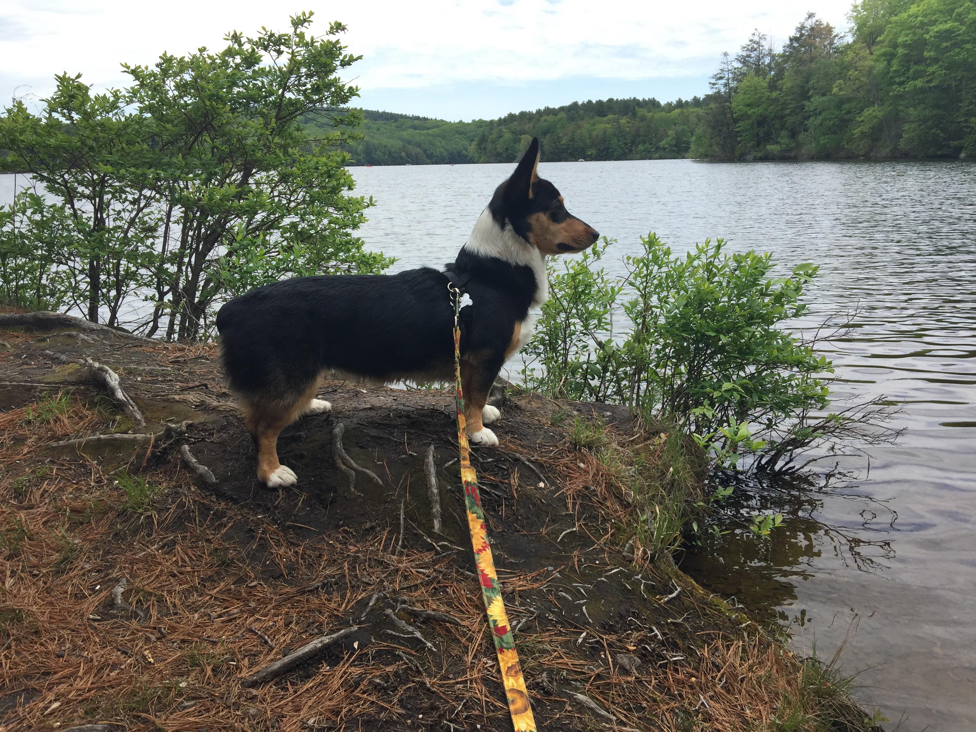 Is my a purebred? Seems that her chest is not filling out like