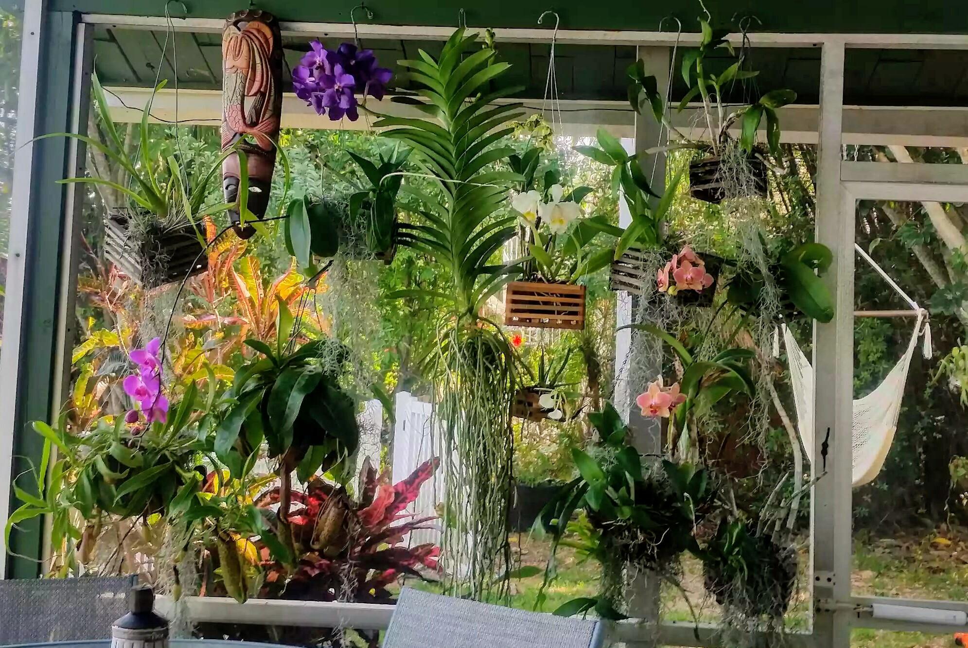 My Wall of Orchids 💚💜 r/orchids