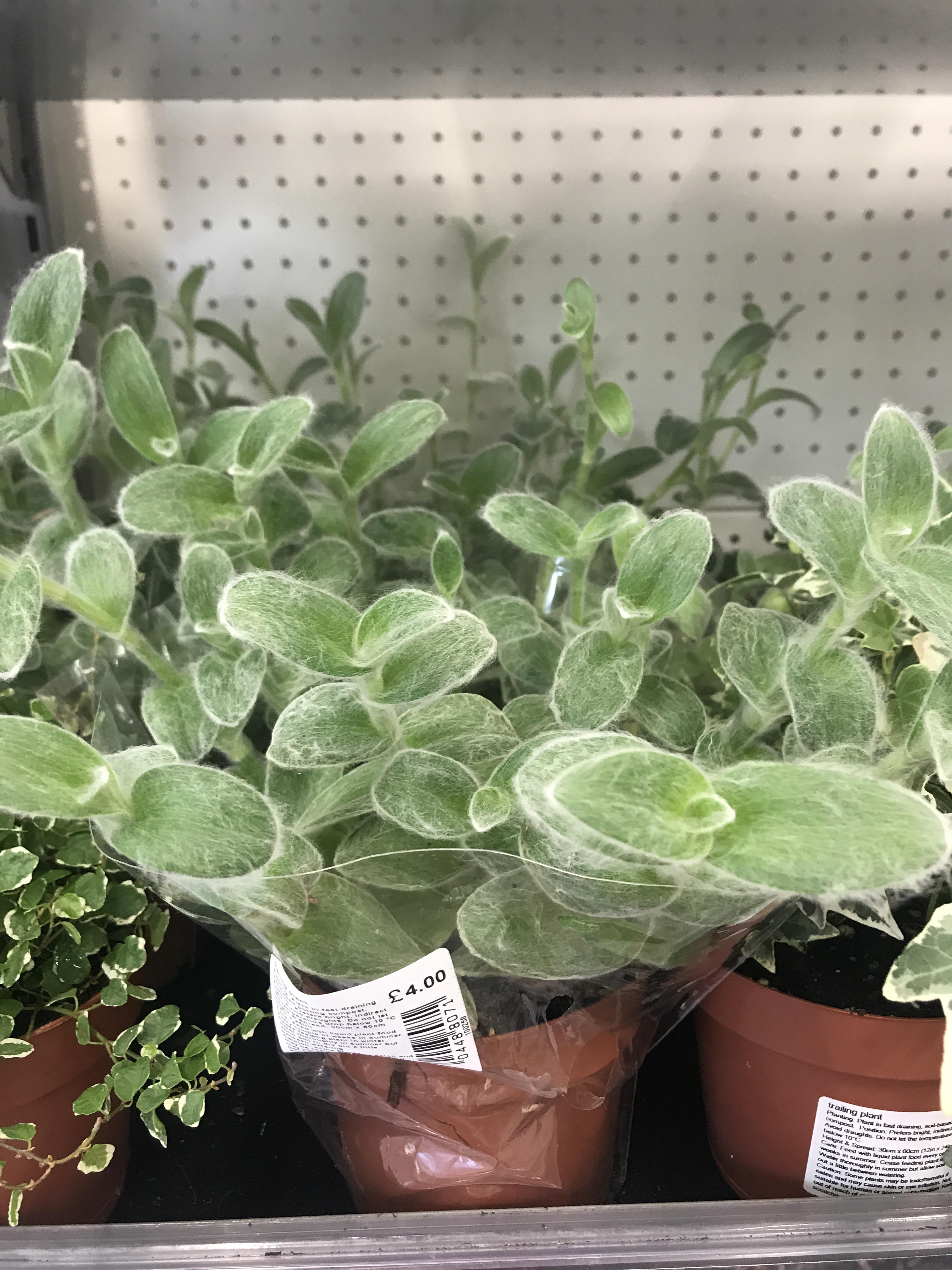 Is this a kitten ears plant? the label only says trailing plant if