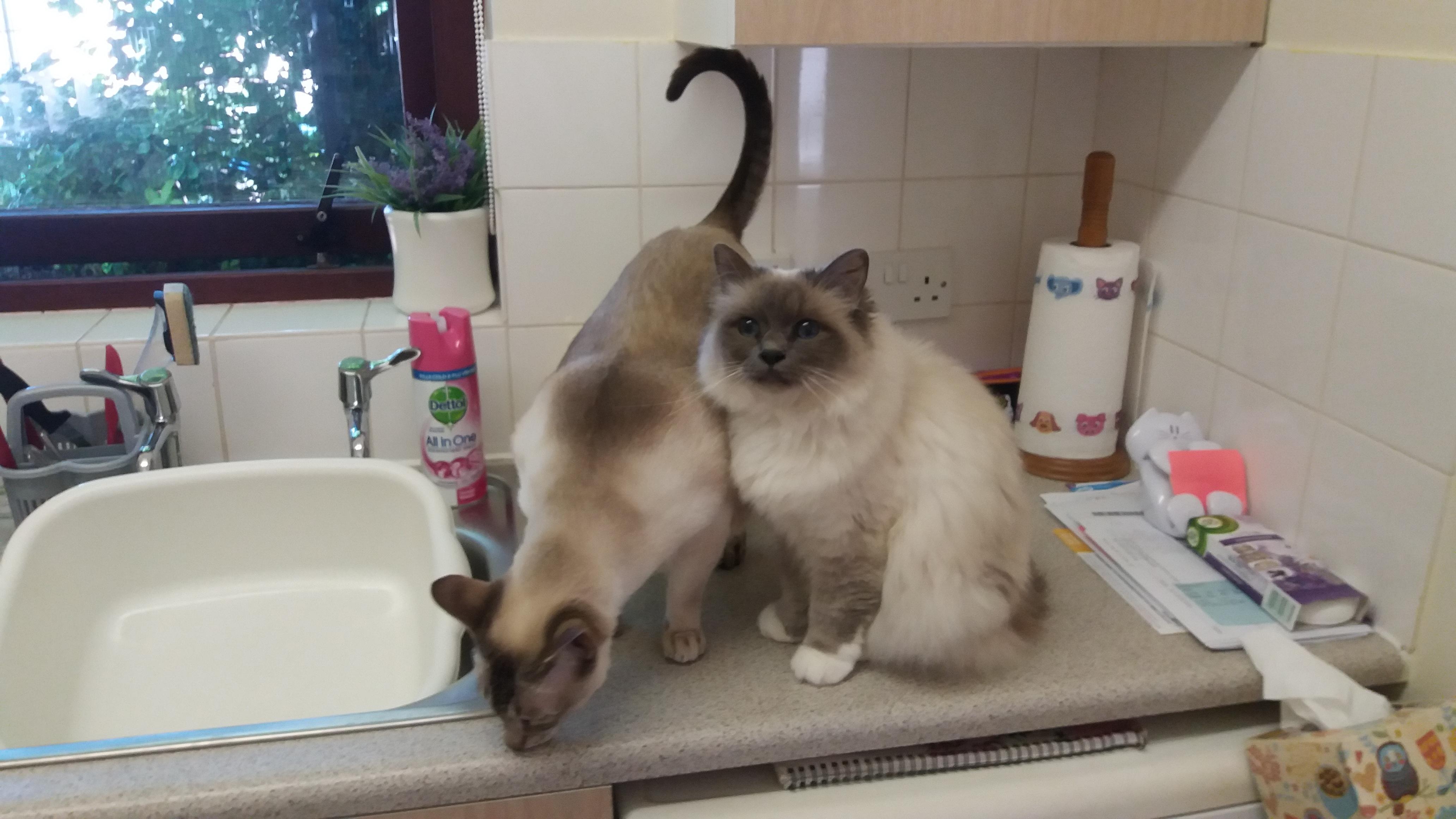 71 best Ckd images on Pholder Seniorkitties, Renal Cats and EK Gs