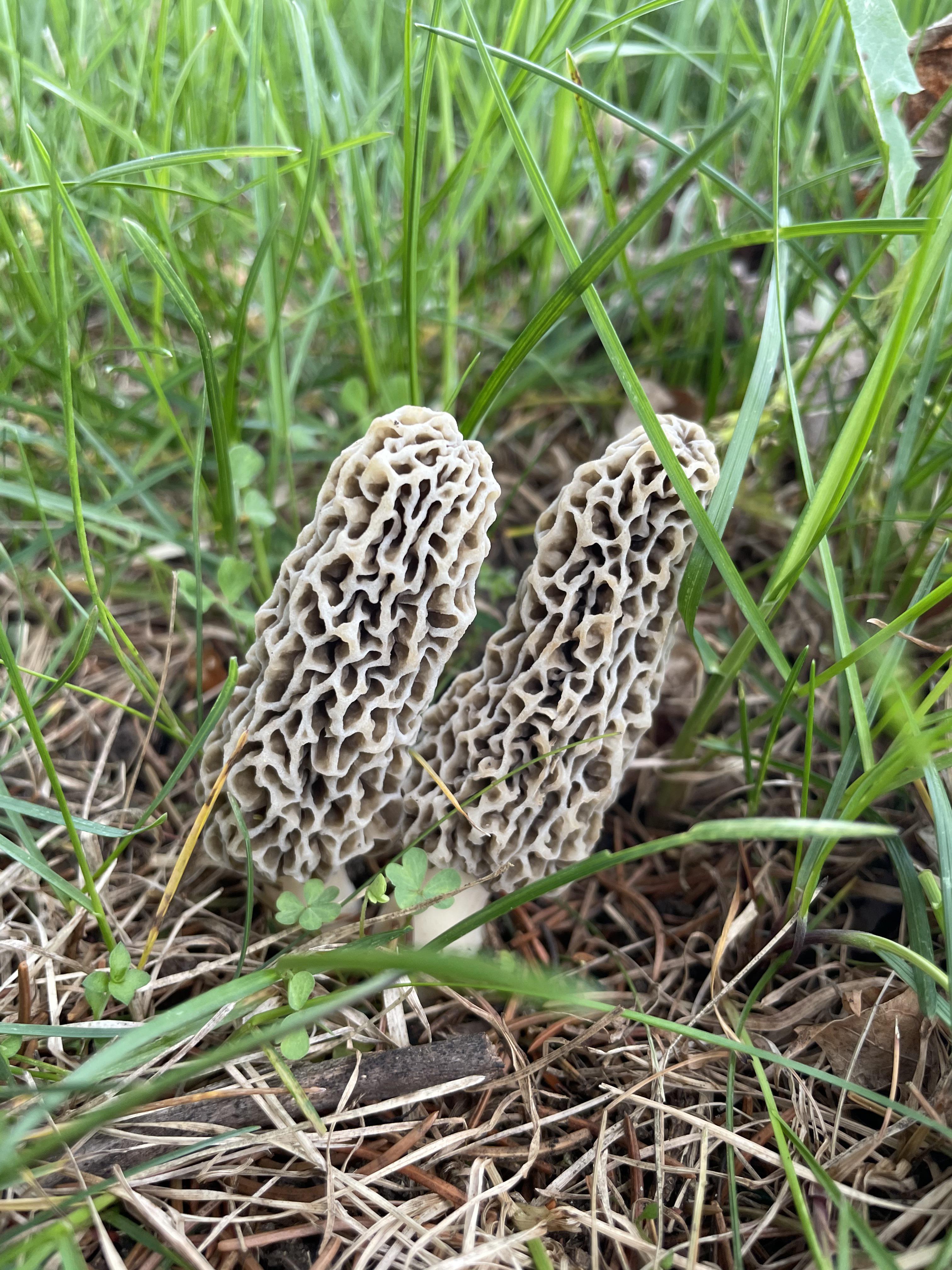 First EVER morel find! South Eastern PA mushroom_hunting