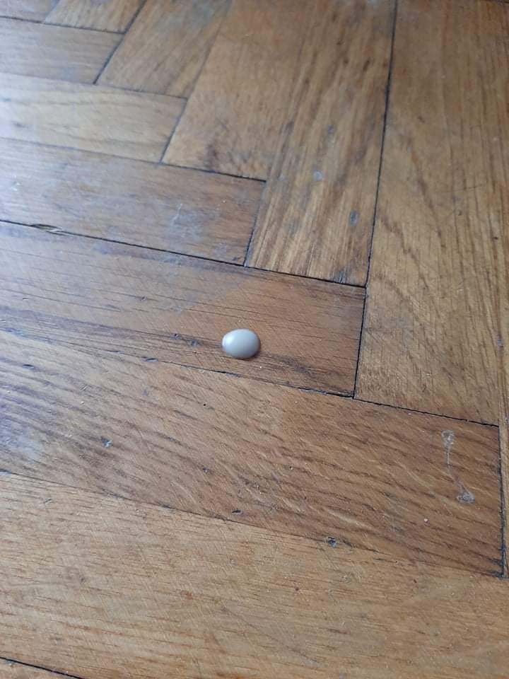 Cat vaginal discharge pls help! r/vet