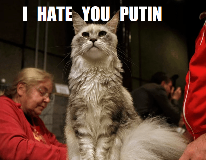 Russian Cats Now Banned From Beauty Competitions r/PoliticalMemes