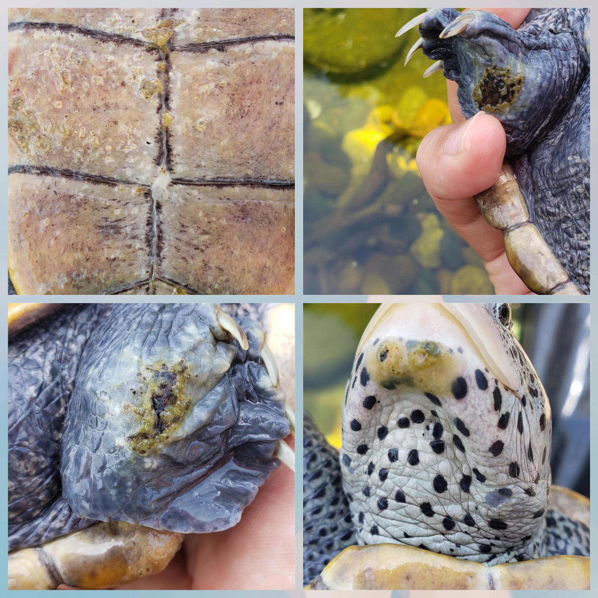 Help with identifying fungus or infection on my 10 year old Diamondback