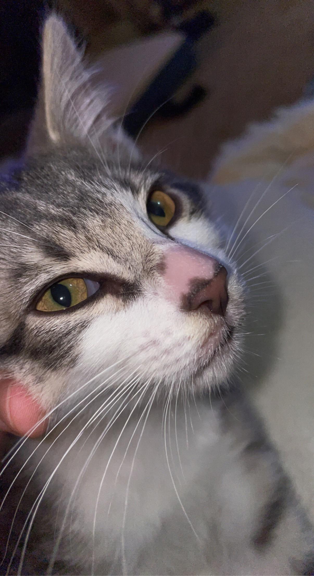 How do I stop my 3 month old male kitten from trying to nurse on my 9