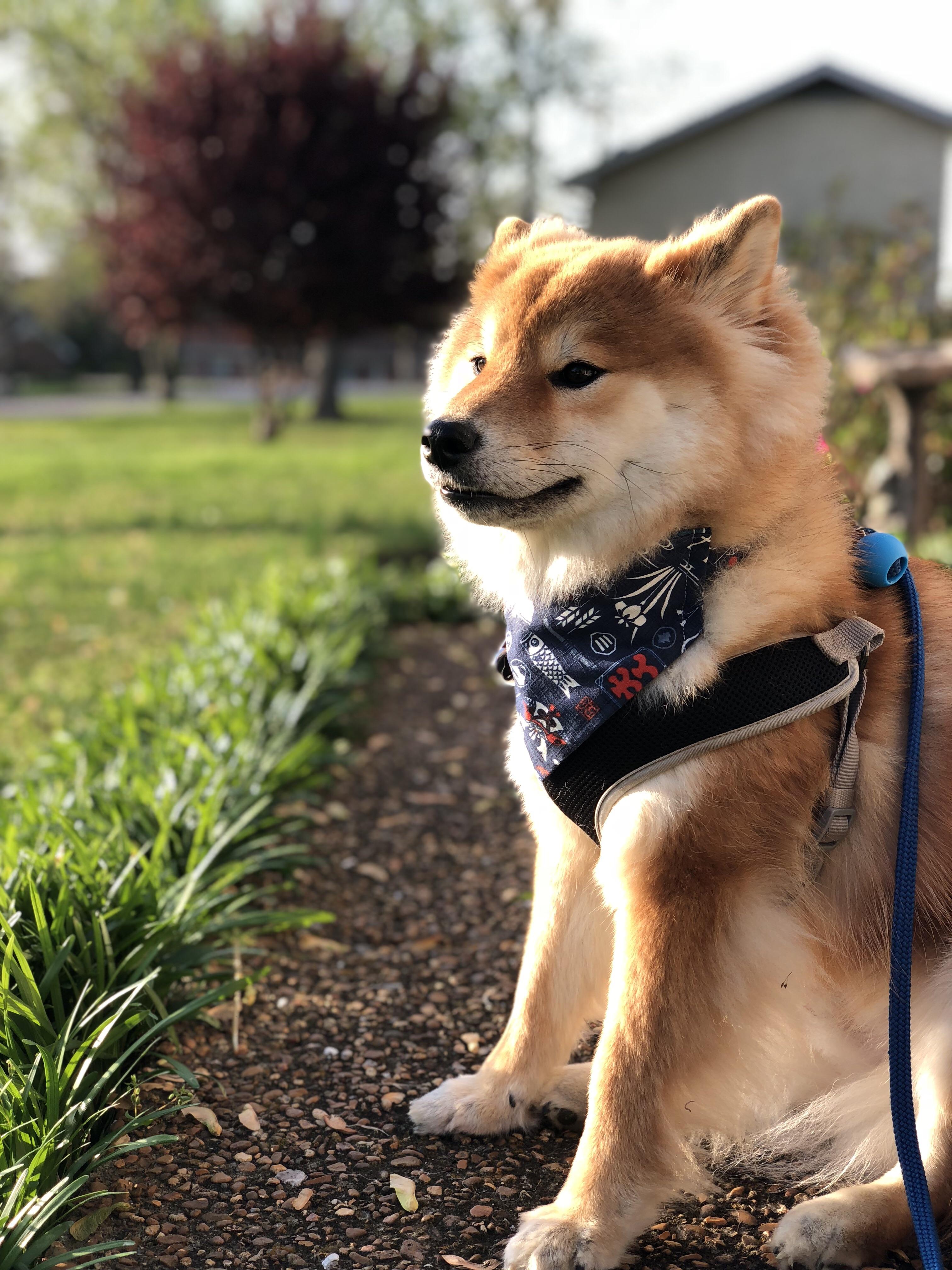 Genji, a longhaired Shiba Inu Adorable Dogs