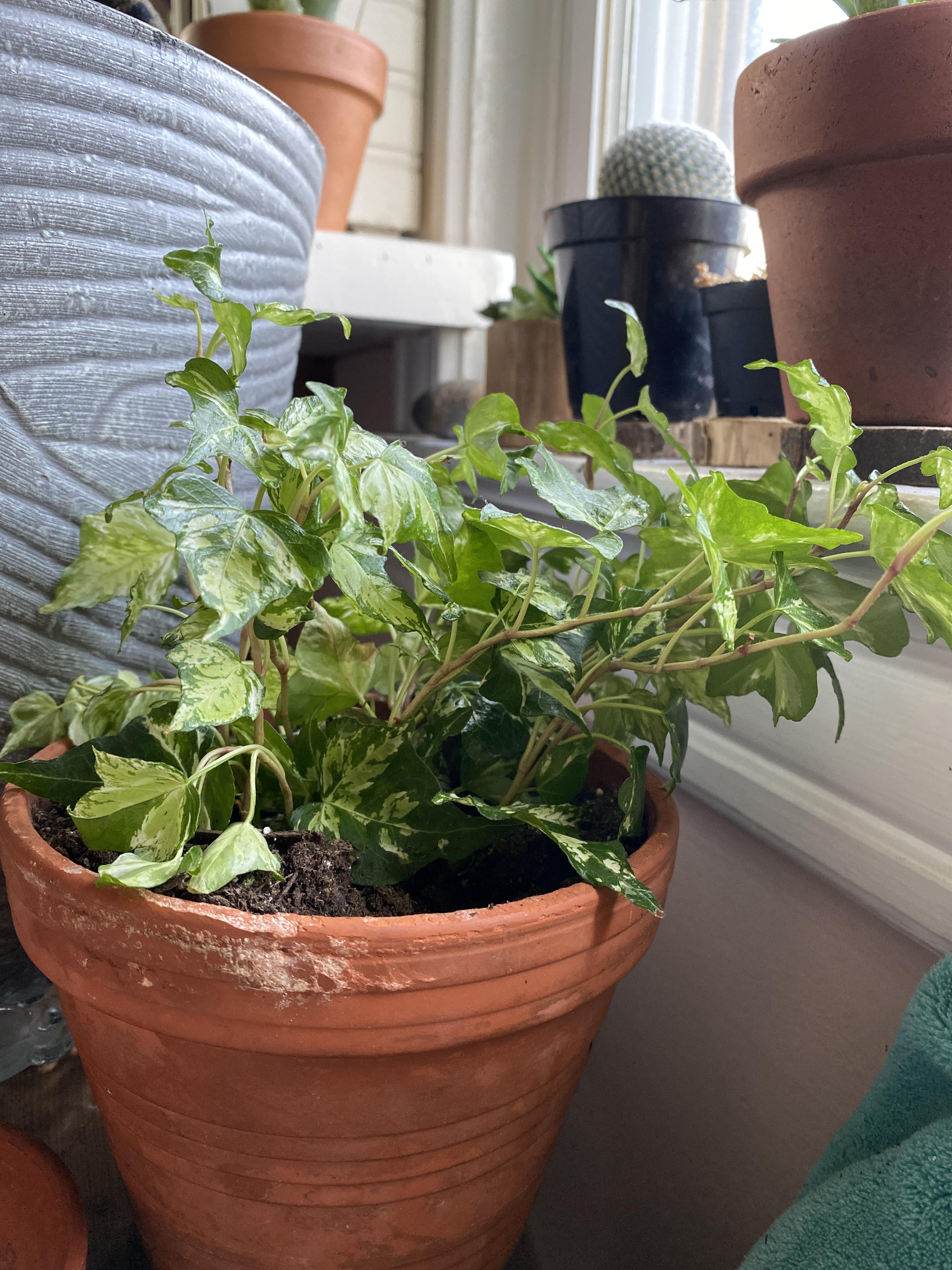 English Ivy wilting... What should I do? r/plantclinic