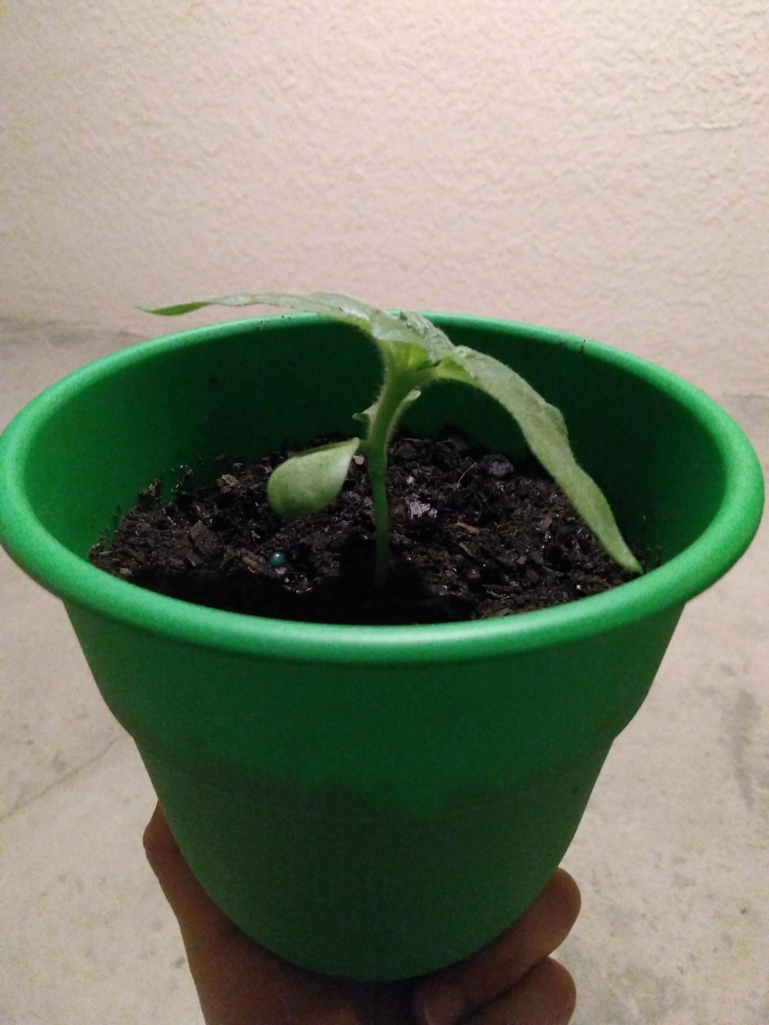 How often do sunflowers need water really? The soil has been moist for