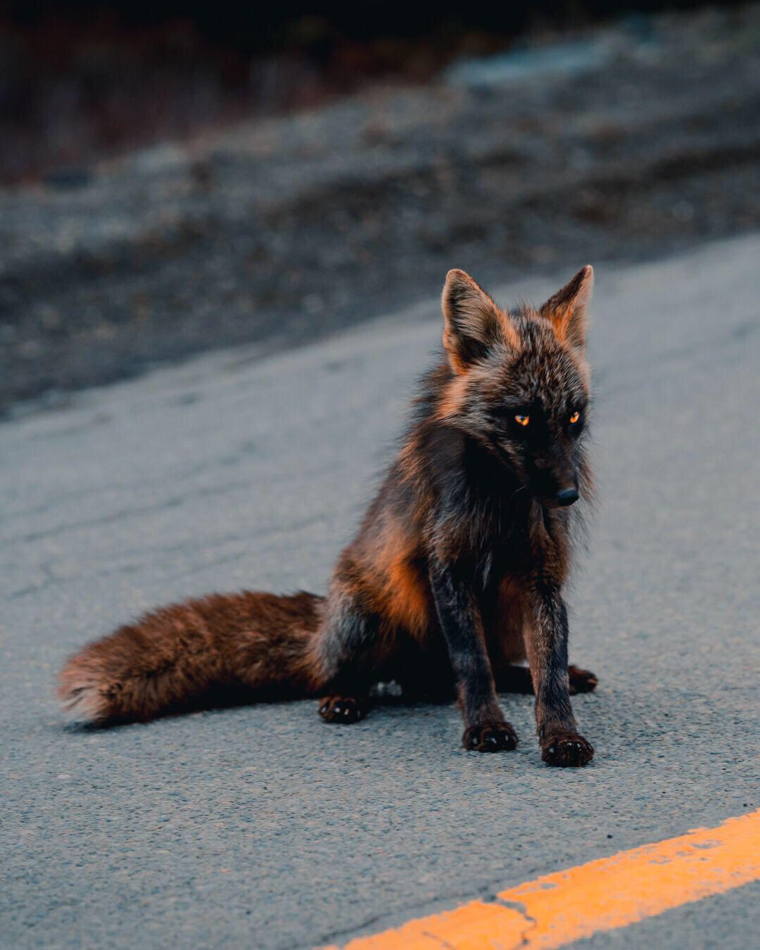 this irl fox looks like a fire wolf r/adventuretime