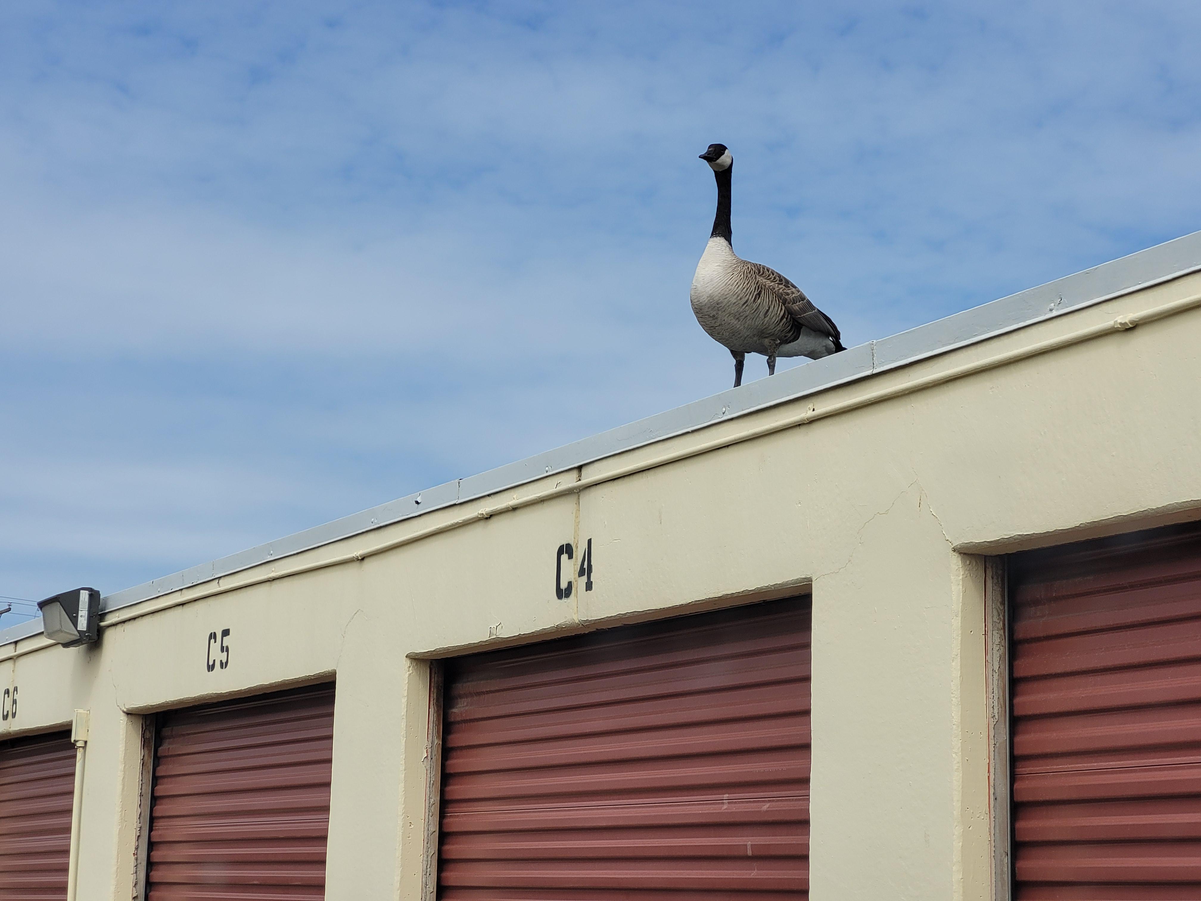 Self Storage Tips Guard Dog Storage and RV in San Jacinto, CA