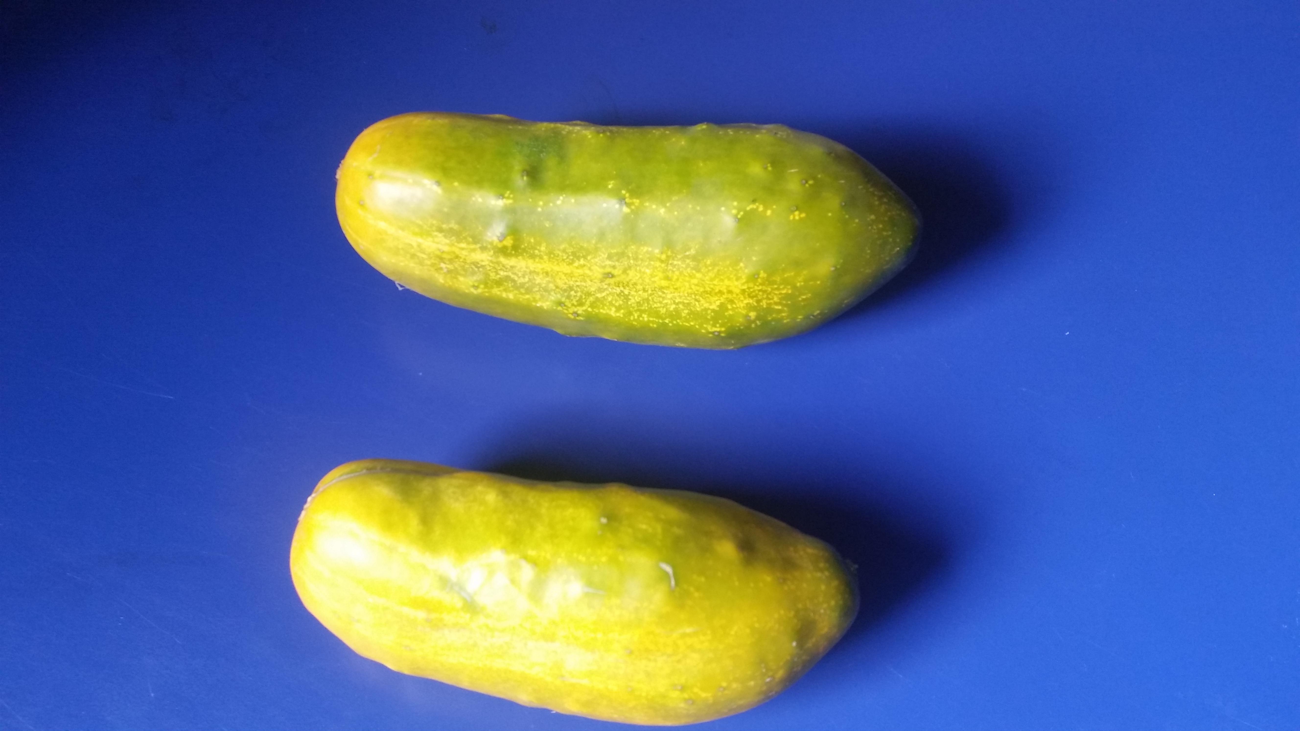 Why are my pickling cucumbers yellow? r/vegetablegardening