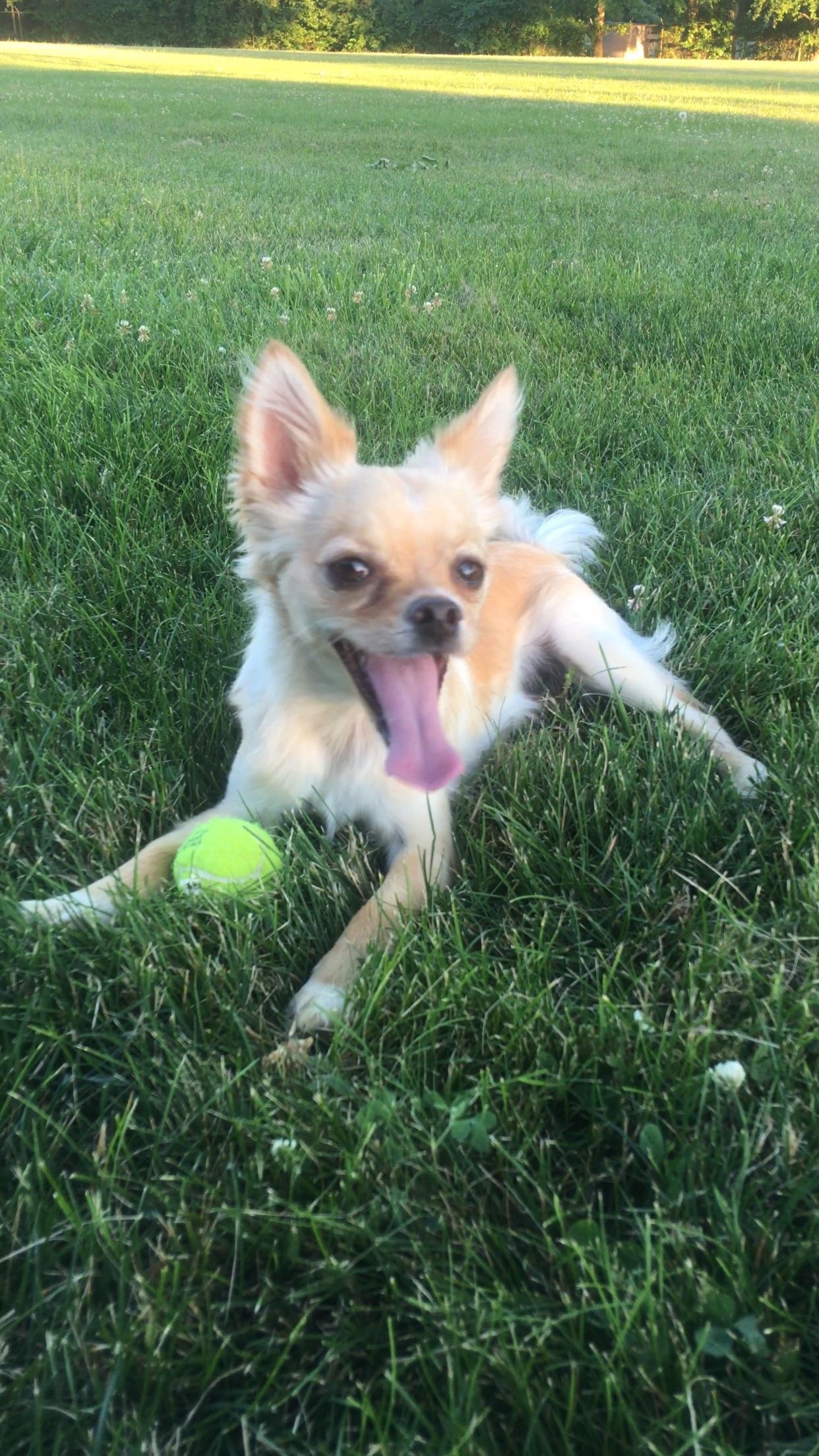 Charlotte has a weirdly long tongue.. Chihuahua