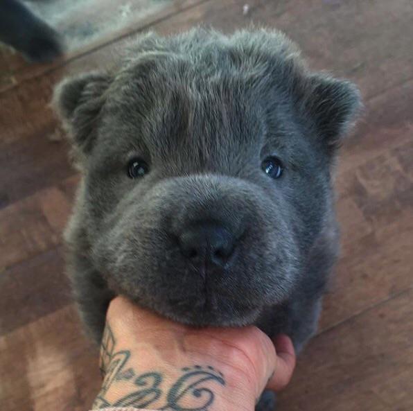 Is this a bear coat sharpei? r/sharpei