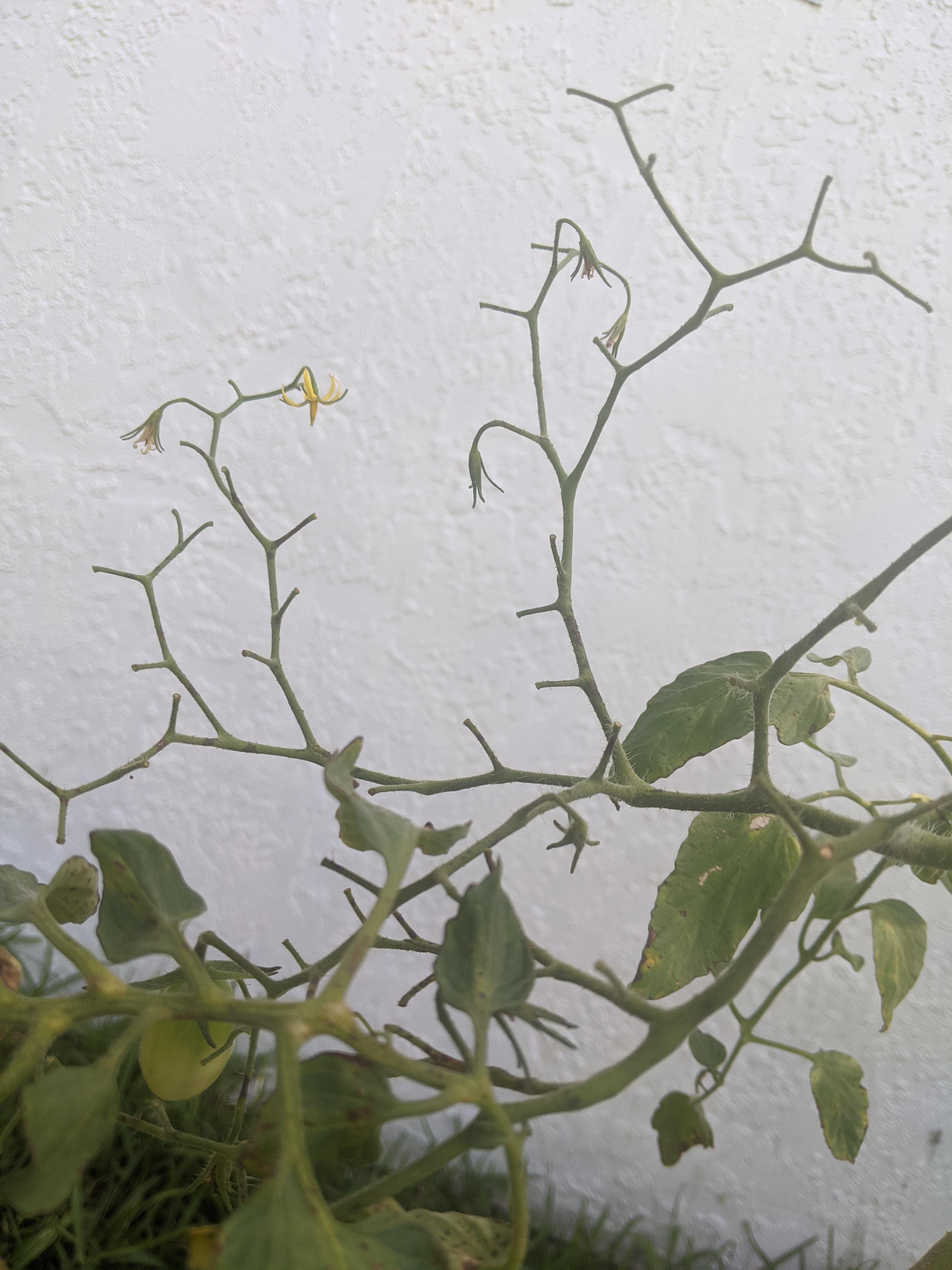 My tomato flowers seem to be disappearing. Do you think they are being