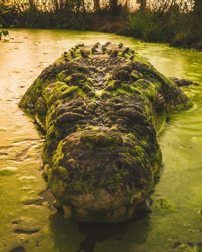 This massive croc coming out of the water. r/natureismetal