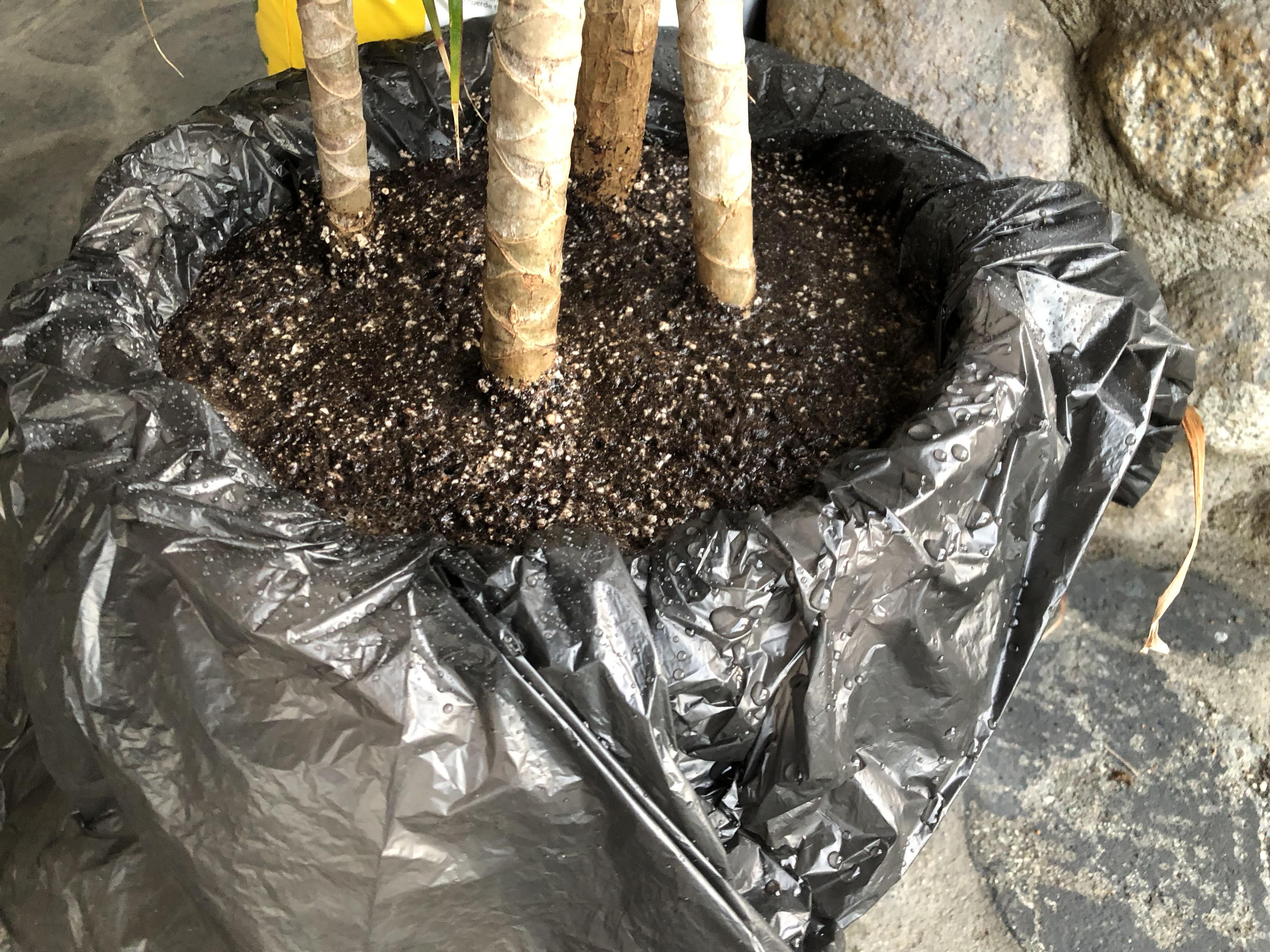 Hydrogen Peroxide Deep Soak... (Fungus gnats infested my indoor plant